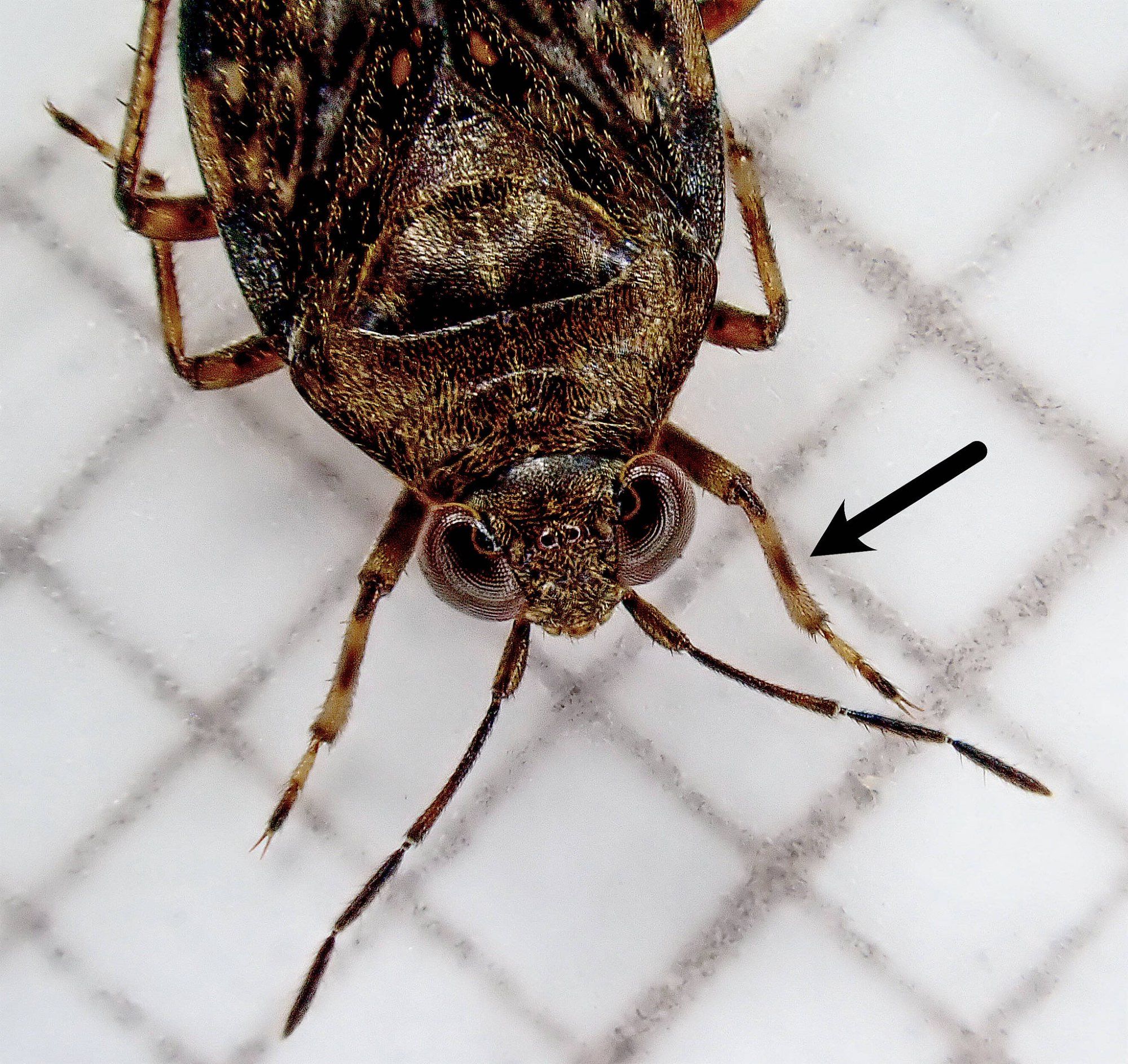 Common Shorebug, Saldula saltatoria - characteristic broken stripe on the fore tibia.