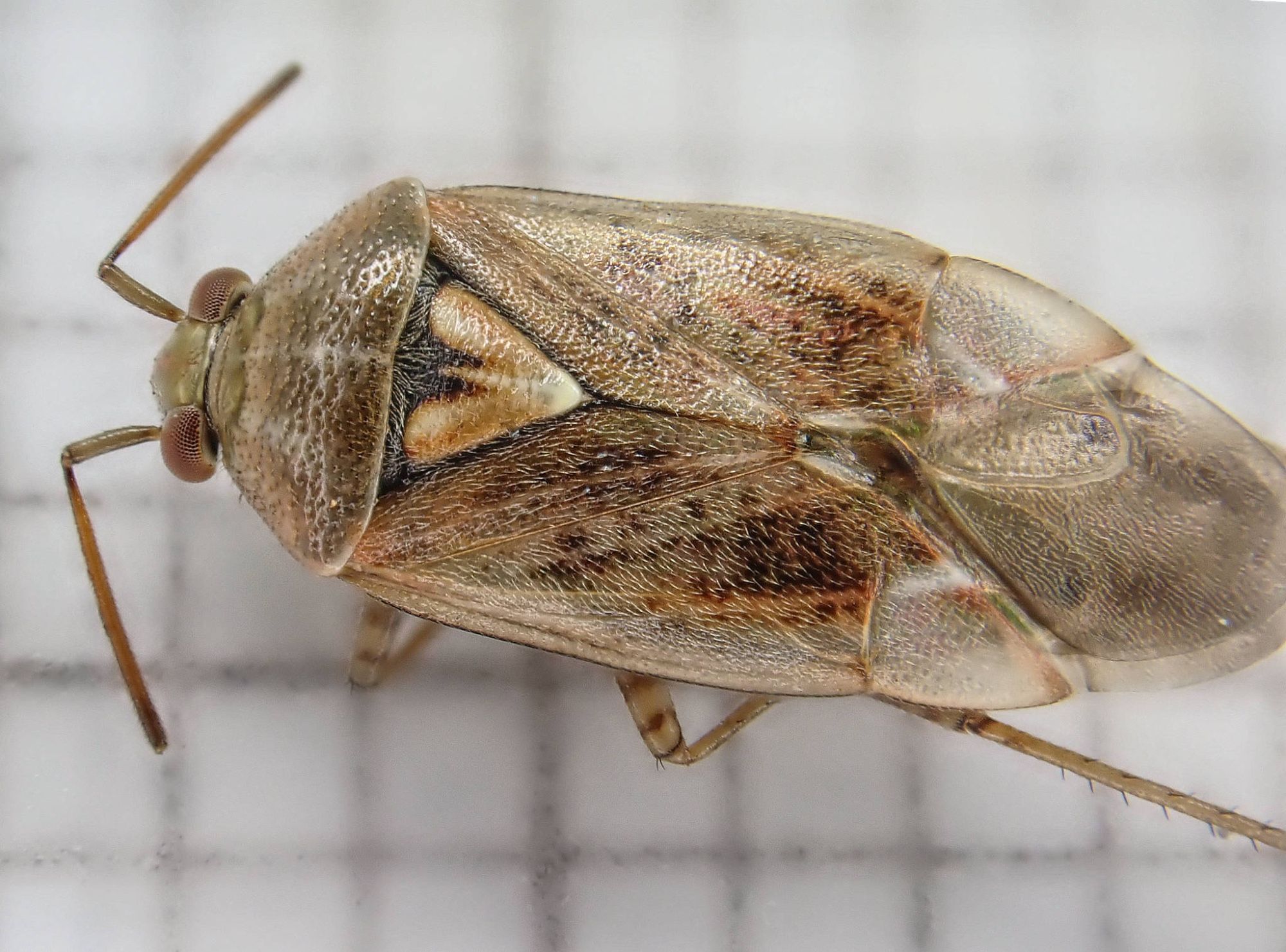 Lygus rugulipennis