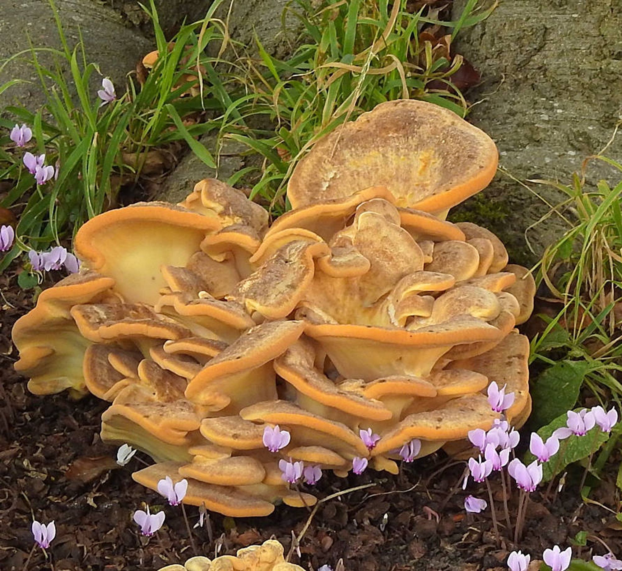 Giant Polypore, Meripilus giganteus