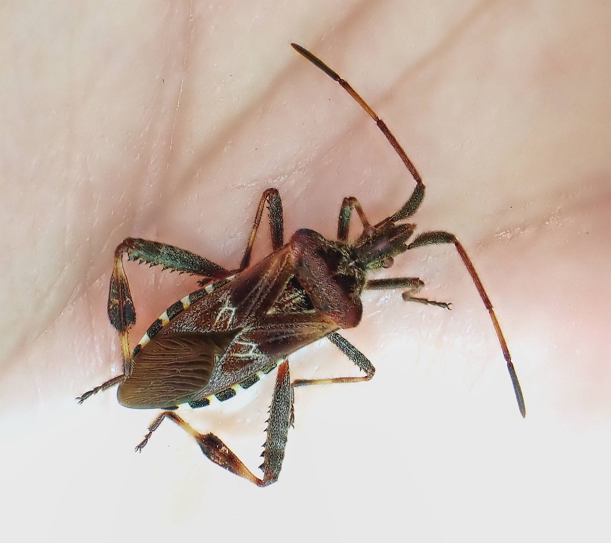 Western Conifer Seed Bug, Leptoglossus occidentalis