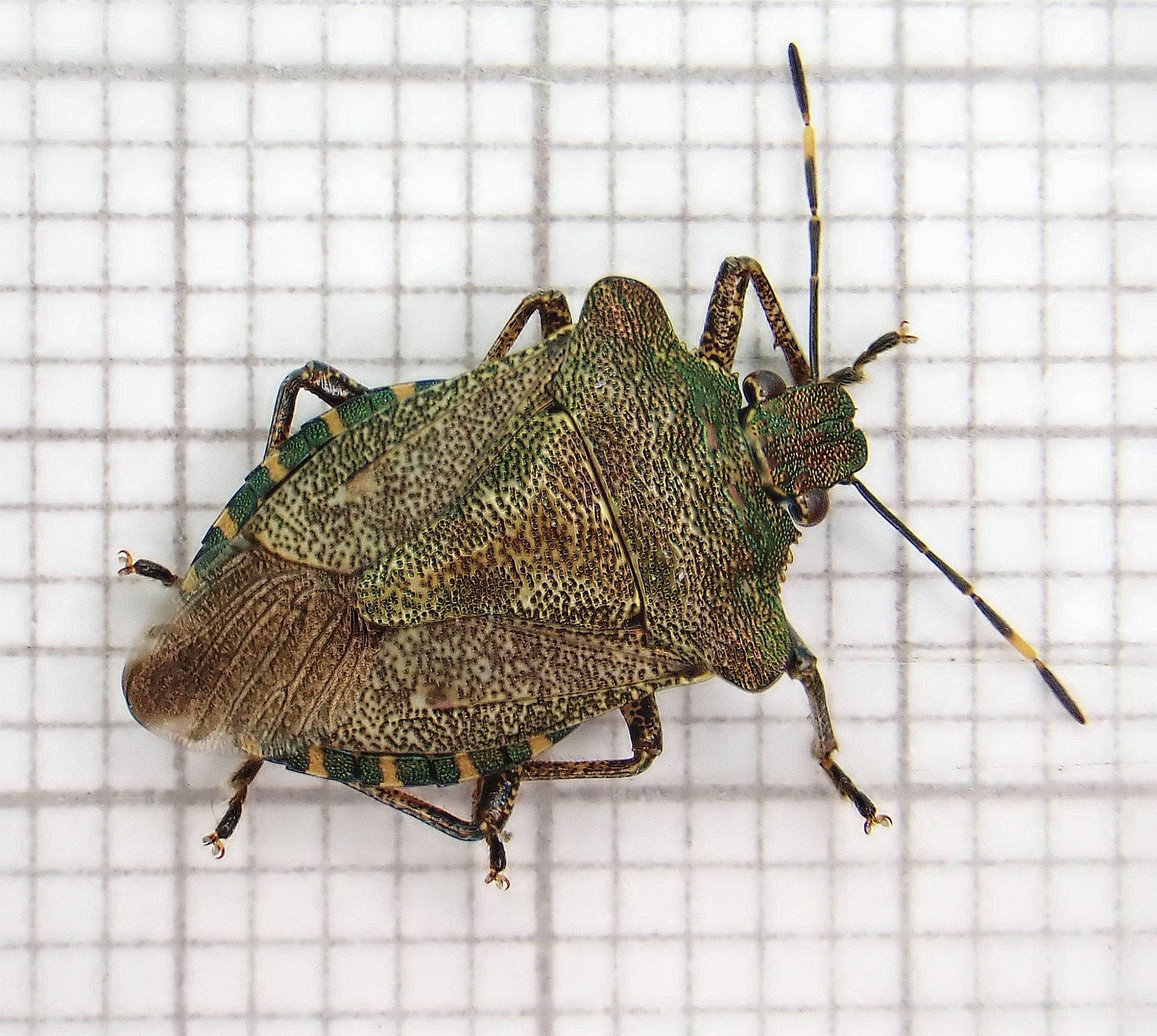 Bronze Shieldbug, Troilus luridus