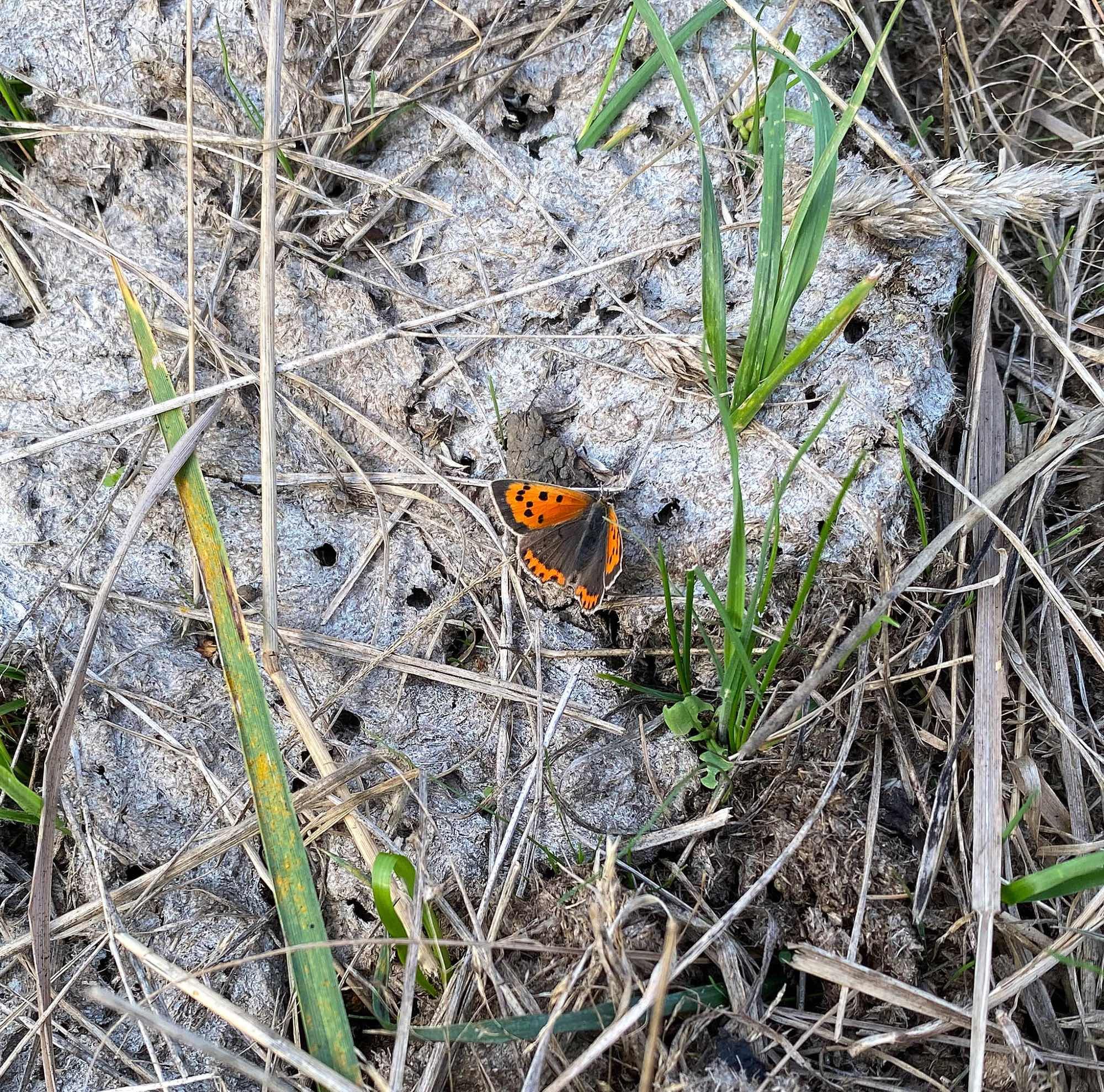 Small Copper, Lycaena phlaeas