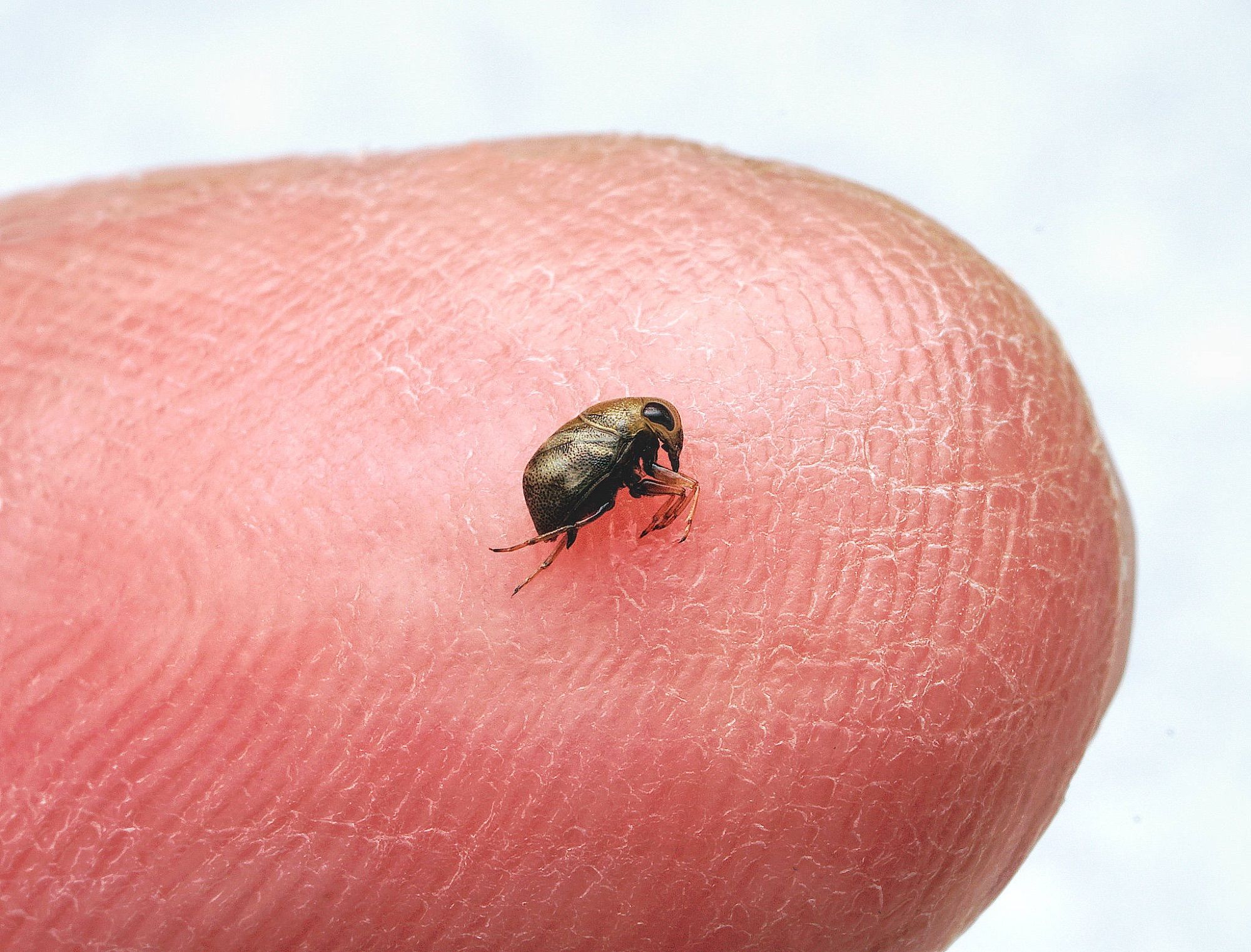 Pygmy Backswimmer, Plea minutissima