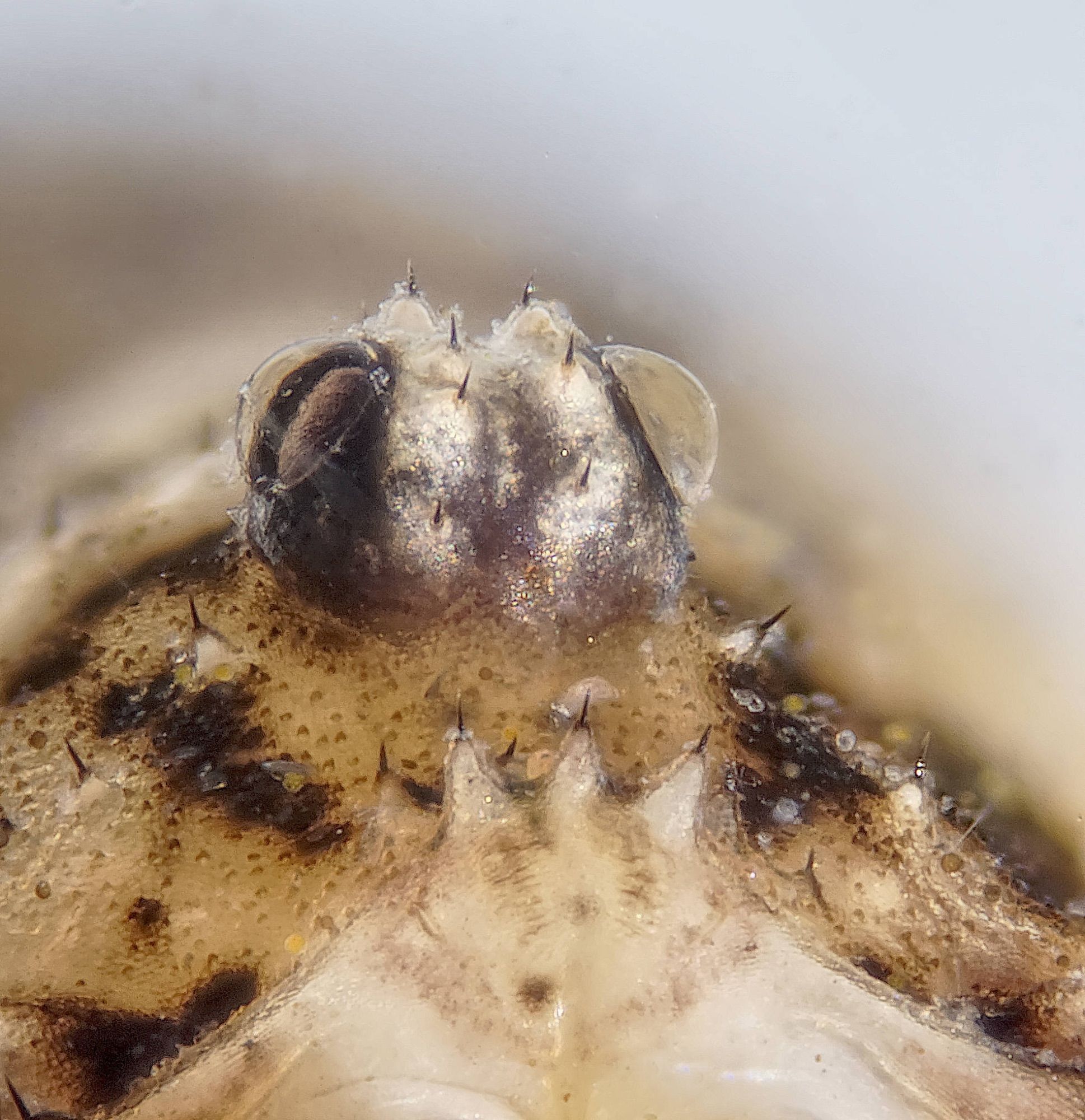 Oligolophus tridens trident and occularium