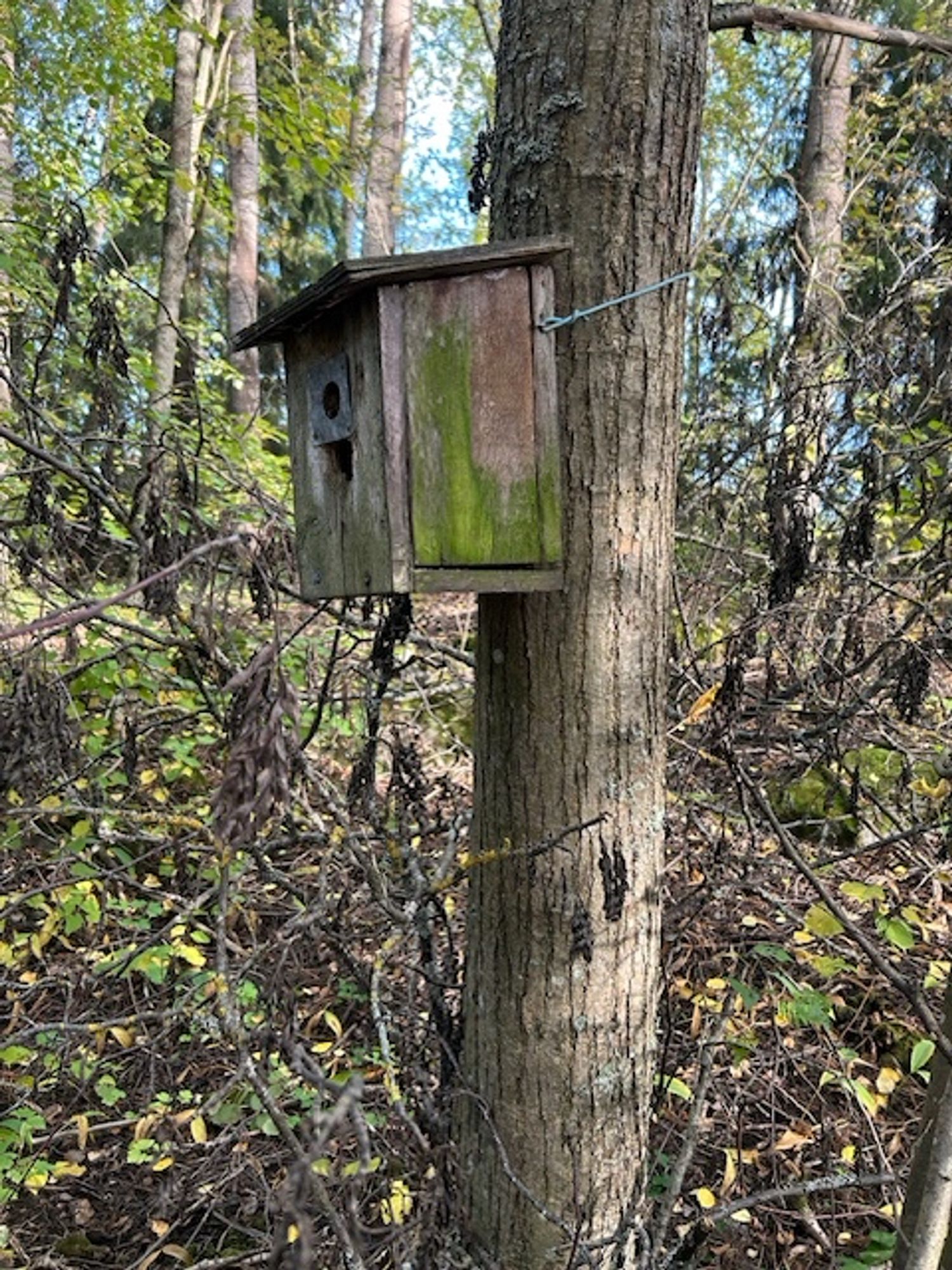 Vanha tikan ”ilmastoima” linnunpönttö ilmeisesti uudelleenripustettuna tervalepässä. En löytänyt enää sitä pönttöä, josta vain selkälauta oli kiinni puussa, joten joku oli ehkä poistanut sen. Tai se oli sitten tämä pönttö uudelleennaulattuna uudessa paikassa.