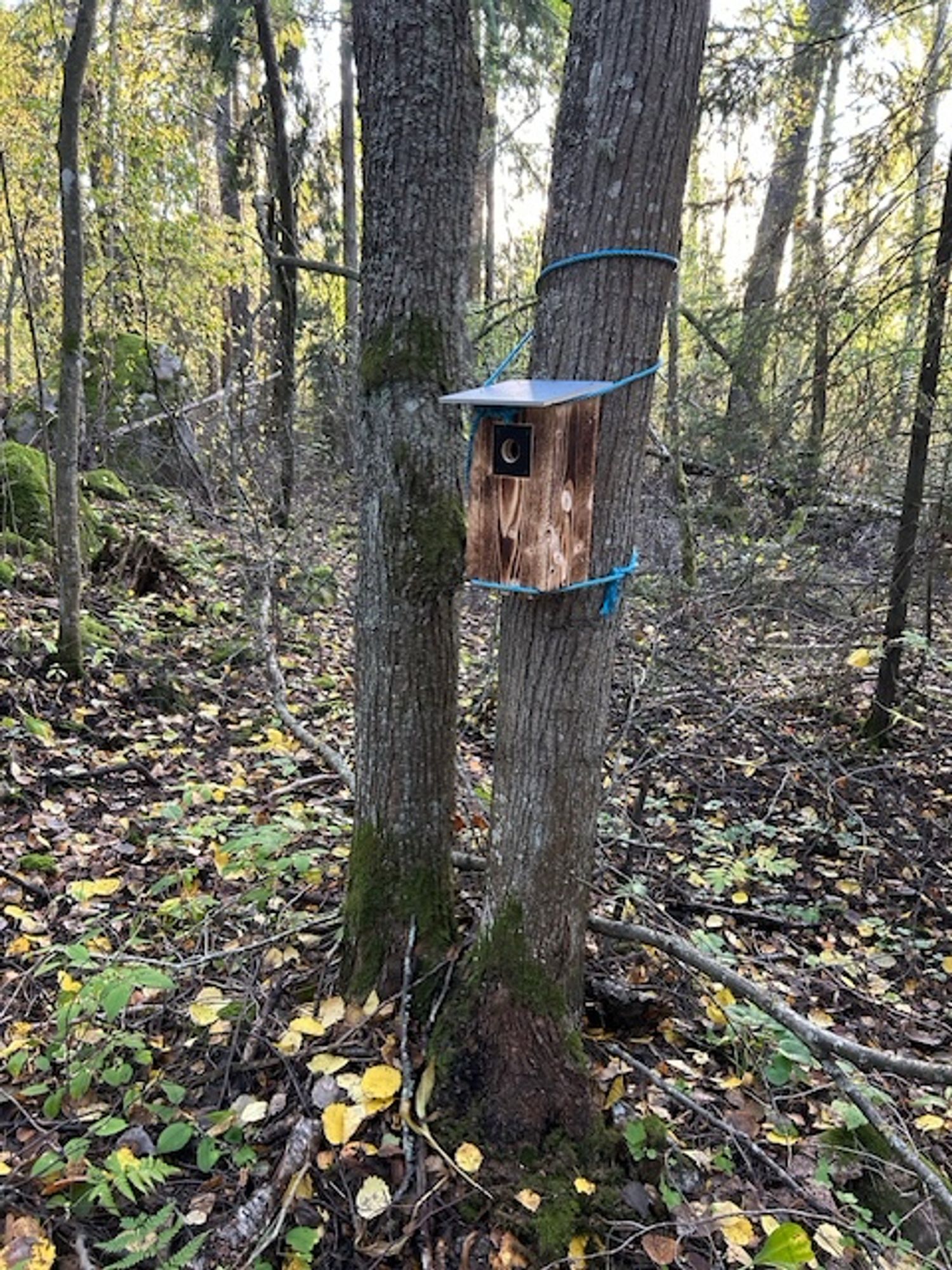 Valkeakosken torilta ostamani laadukas linnunpönttö tilapäisesti ripustettuna (liian paksu muoviköysi ei mahtunut kyljen kiinnityssinkilöiden läpi) tervalepässä. Täytynee tulla myöhemmin kiinnittämään pönttö muovipintaisella rautalangalla.