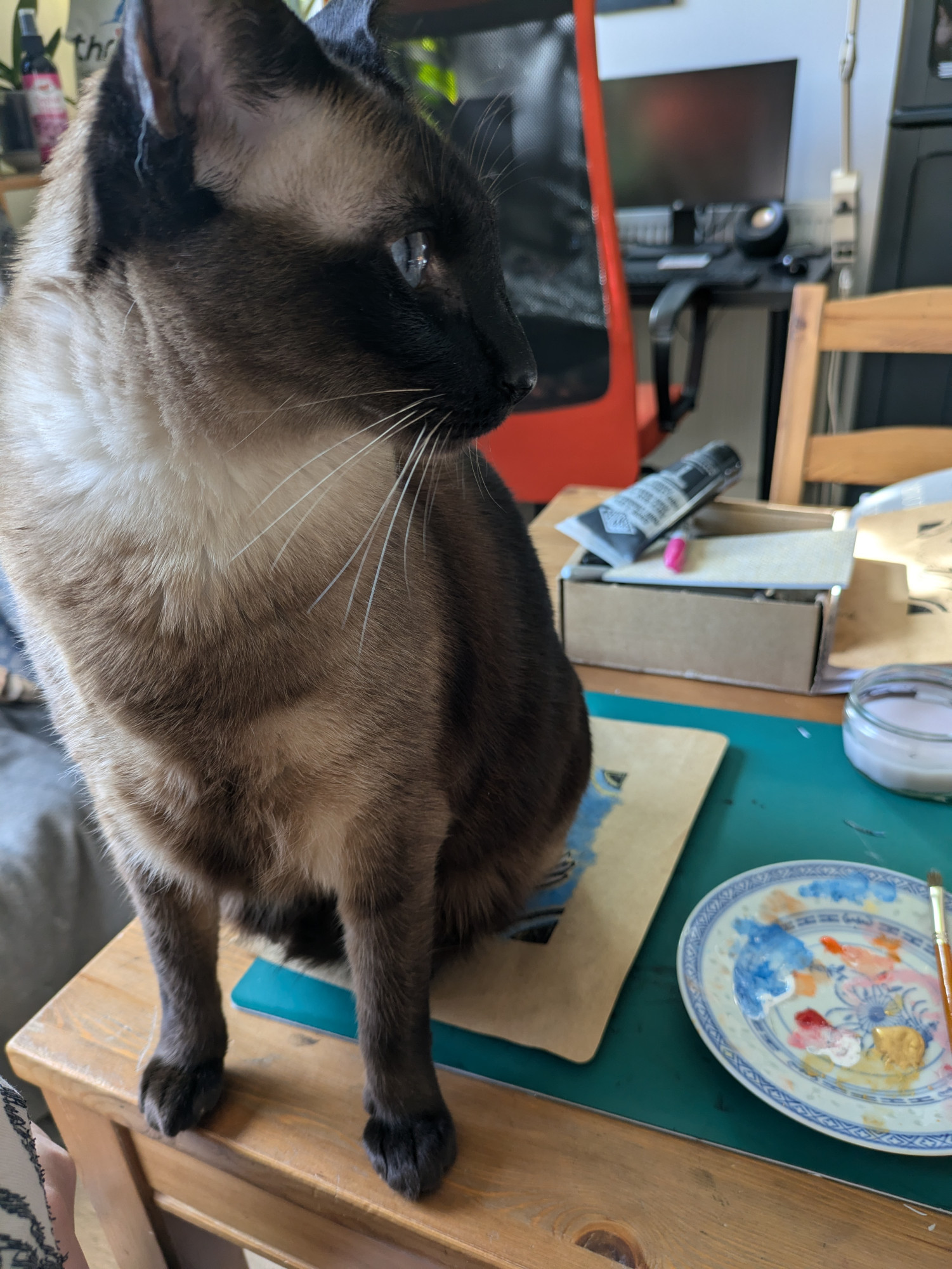 Another photo of the same Siamese cat on the same table, with her head in frame this time. She's now sitting directly on the linocut print and doesn't look interested in moving.