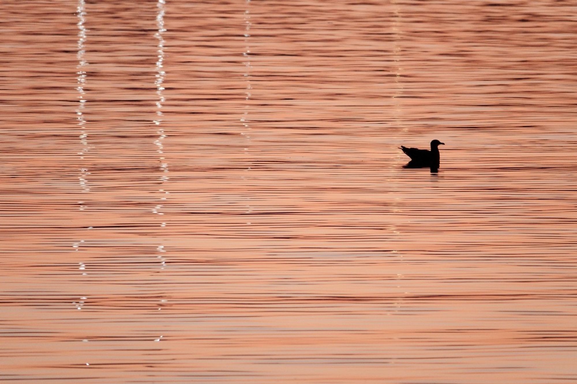 seagull swimming on the sea