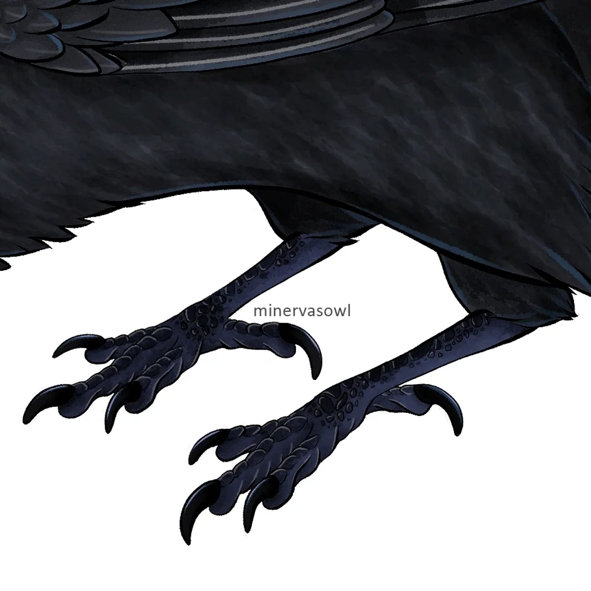 Detail Picture of drawn Raven feet