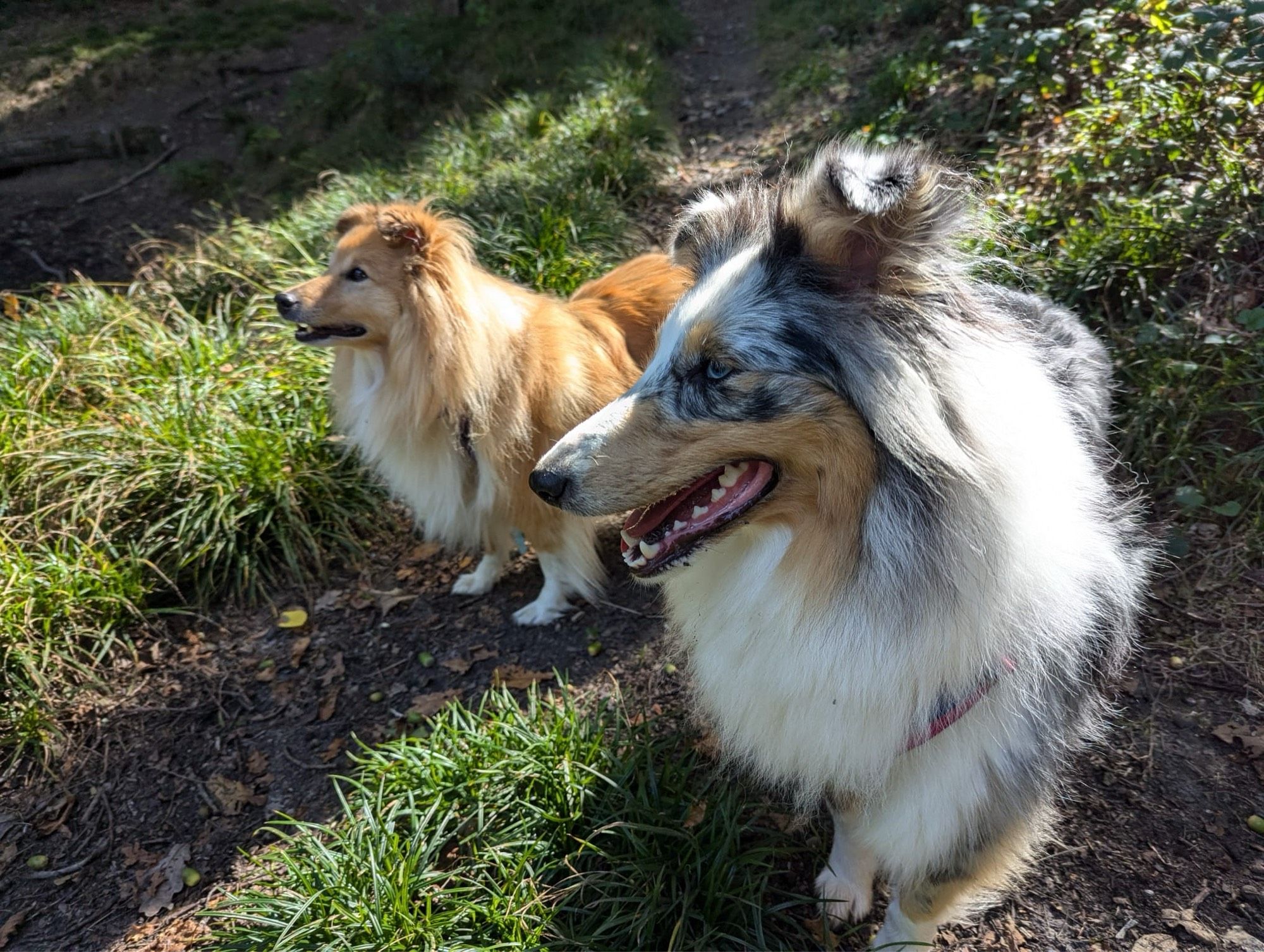 two very good shelties are giving open mouthed happy grins to the left. in front is a large blue merle, behind her is a fairly large sable.