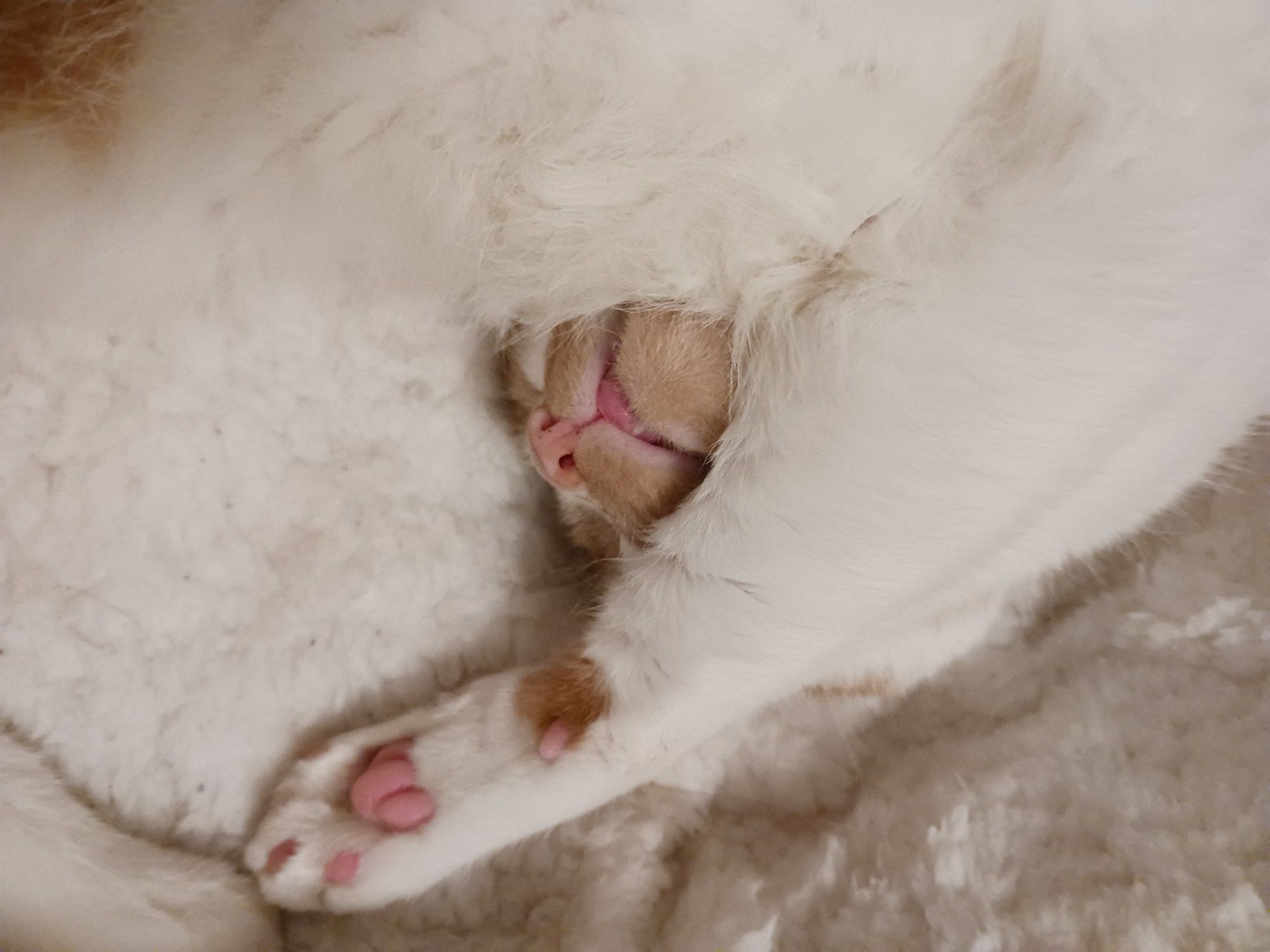 A closer look at the sleeping catto (context shown in pic #2)
His head is upside-down and tucked under his arm, his underbite assisting his tongue with its runaway attempt
You can almost hear the wannabe-gentle snoring just by looking at the image