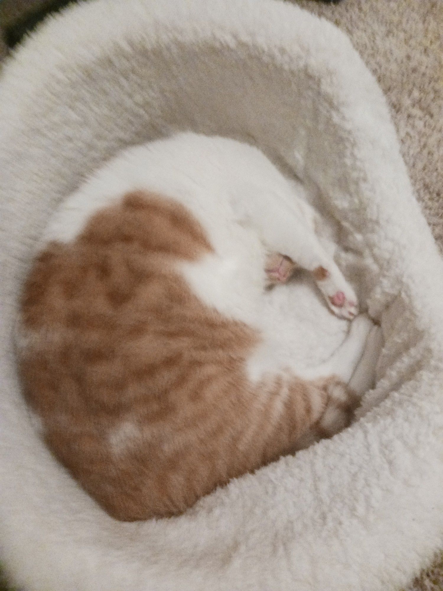 An orange w/white spotting cat curled up in a cat bed, his head upside-down and tucked under his arm
You can almost hear the wannabe-gentle snoring just by looking at this (slightly blurry) image