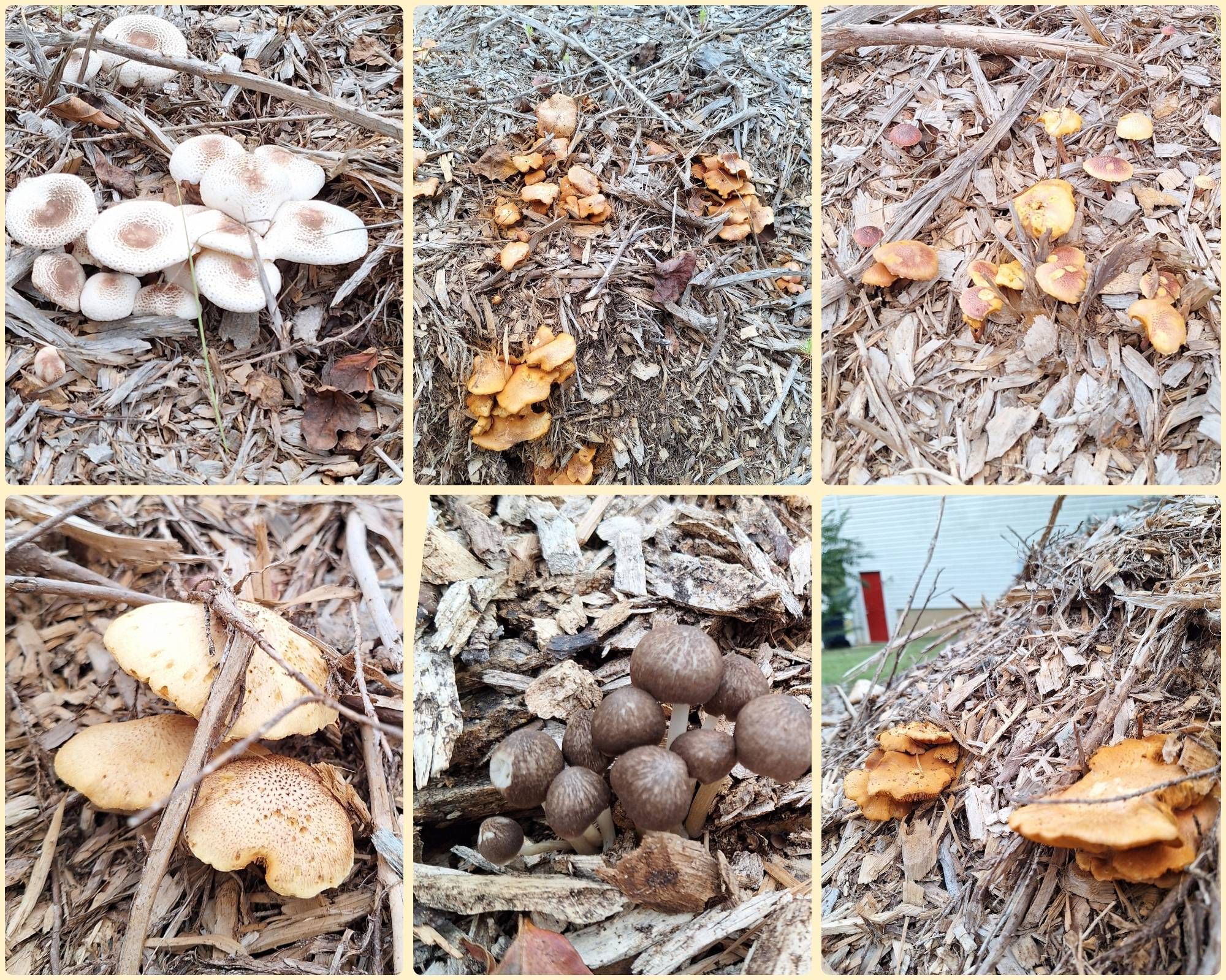 Six pictures of mushrooms growing from a mound of pine mulch. There are 4-5 types in vigorous clusters. White with brown centers, orange wrinkly shelves, orange and cream irregular caps, and compact dark brown button ball cluster