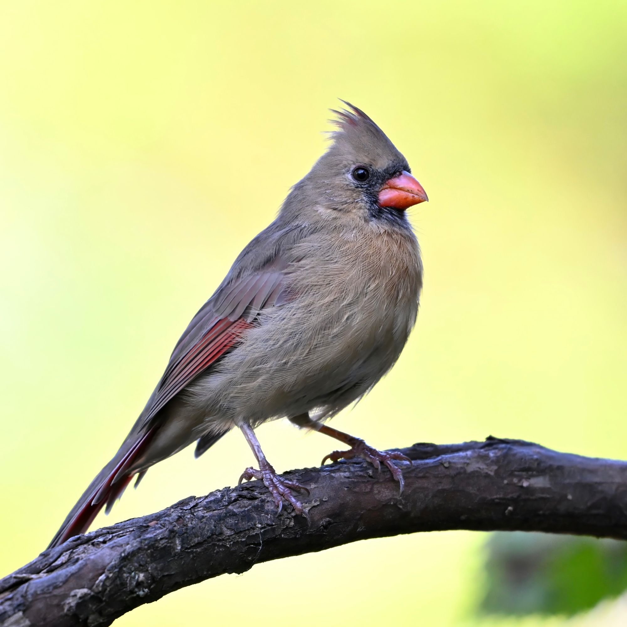 A female Northern cardinal perched on a tree limb. The bird is tan from head to tail. It has brown wings with red barring. Her beak is bright orange and surrounded by black feathers. The background is out-of-focus yellow-green foliage.