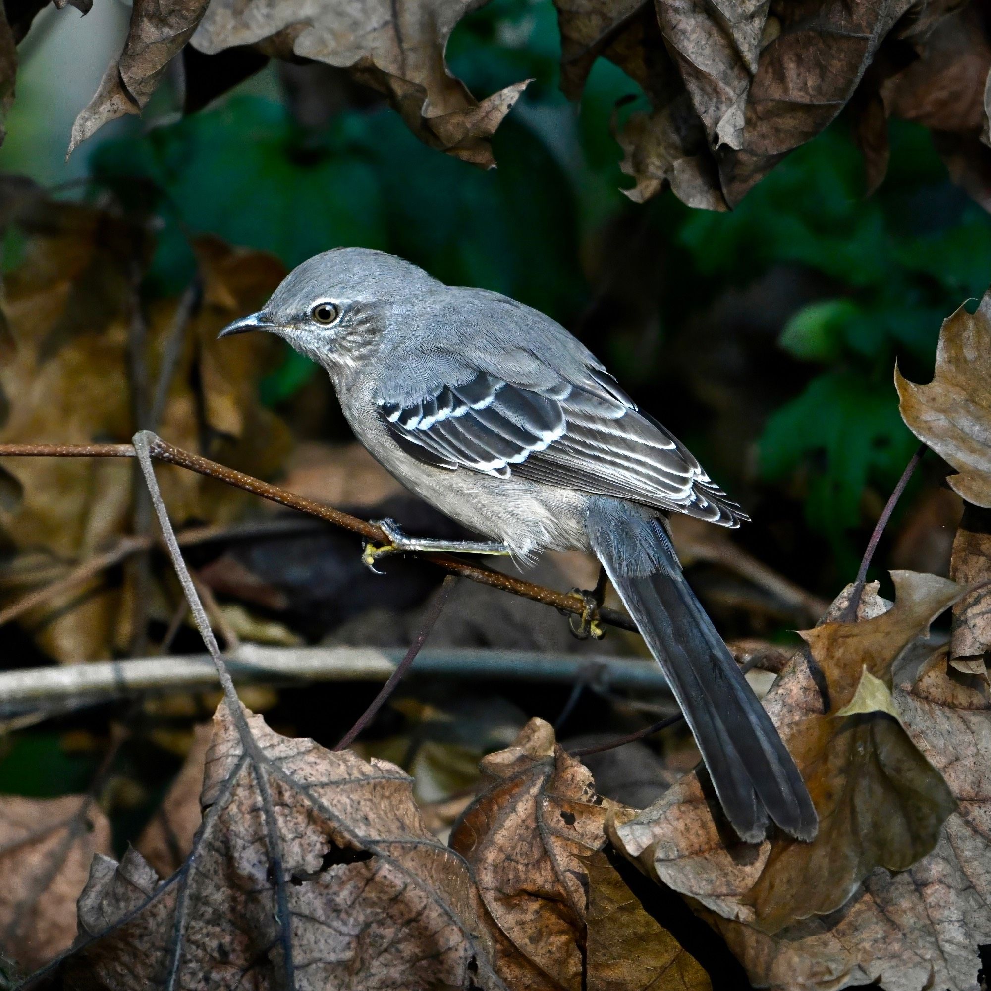 A Northern mockingbird perched on a slender brown branch. The bird has gray feathers on its head and back. Its wings are black with white barring. Its tail is black, and is belly is off-white. The bird has yellow eyes and a short, curved bill. The background is out-of-focus green and brown leaves.