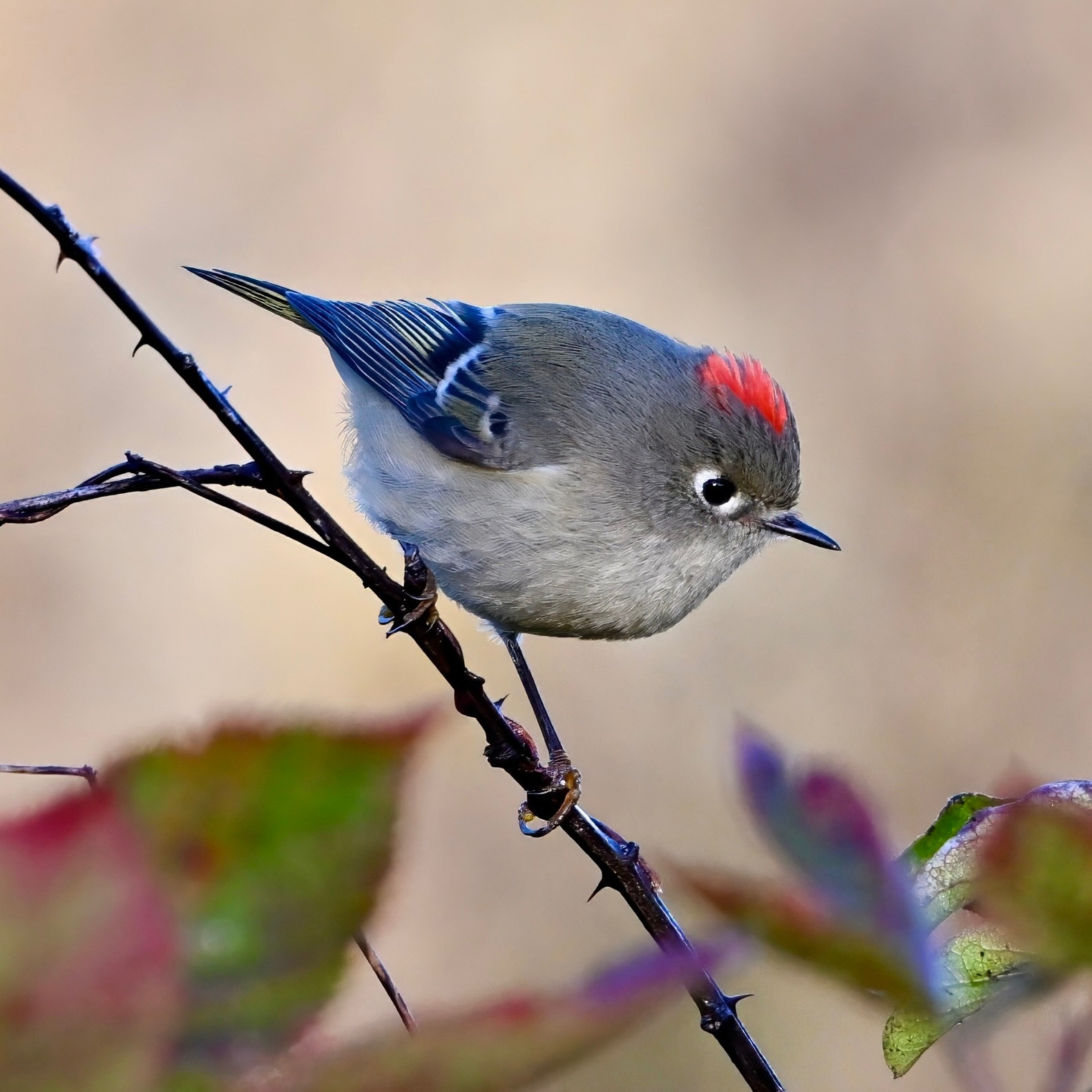 A ruby-crowned kinglet perched on a thin, thorny branch. The bird has a brilliantly red mohawk atop its head. Its head is otherwise gray and its back is gray, fading into its black wings with yellow and white barring. The bird has a short black beak and black eyes with a white eye-ring. The kinglet's breast and belly are light gray. The background is out-of-focus fall foliage.