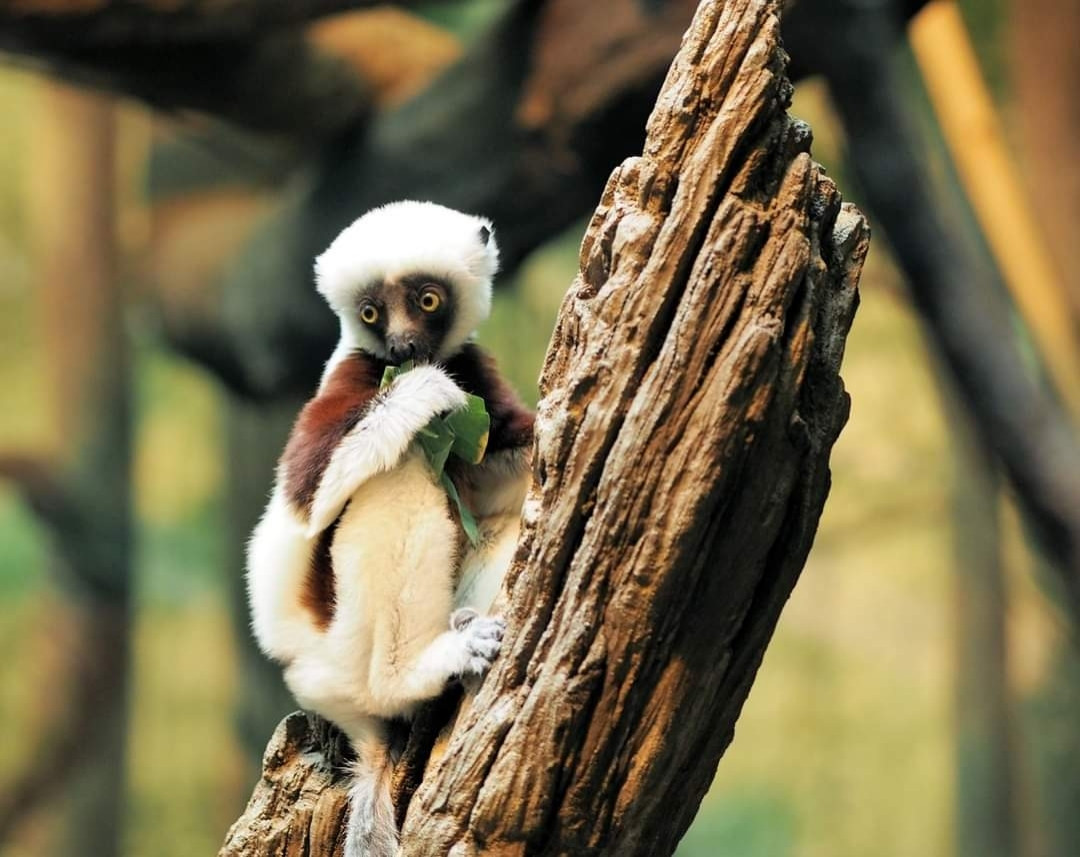 White and reddish-brown young lemur with leaves clutched in his paw and sweet eyes