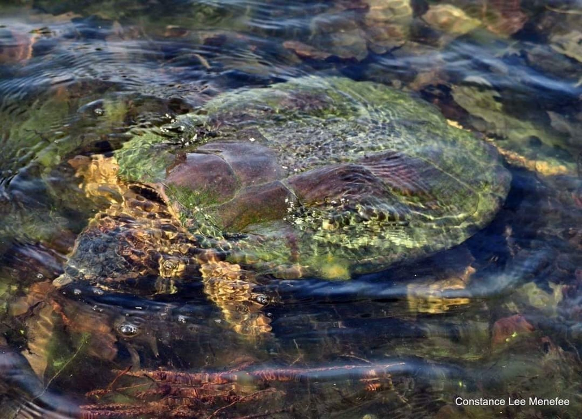 Snapping turtle in shallow water in a magic moment when jeweled colors are revealed