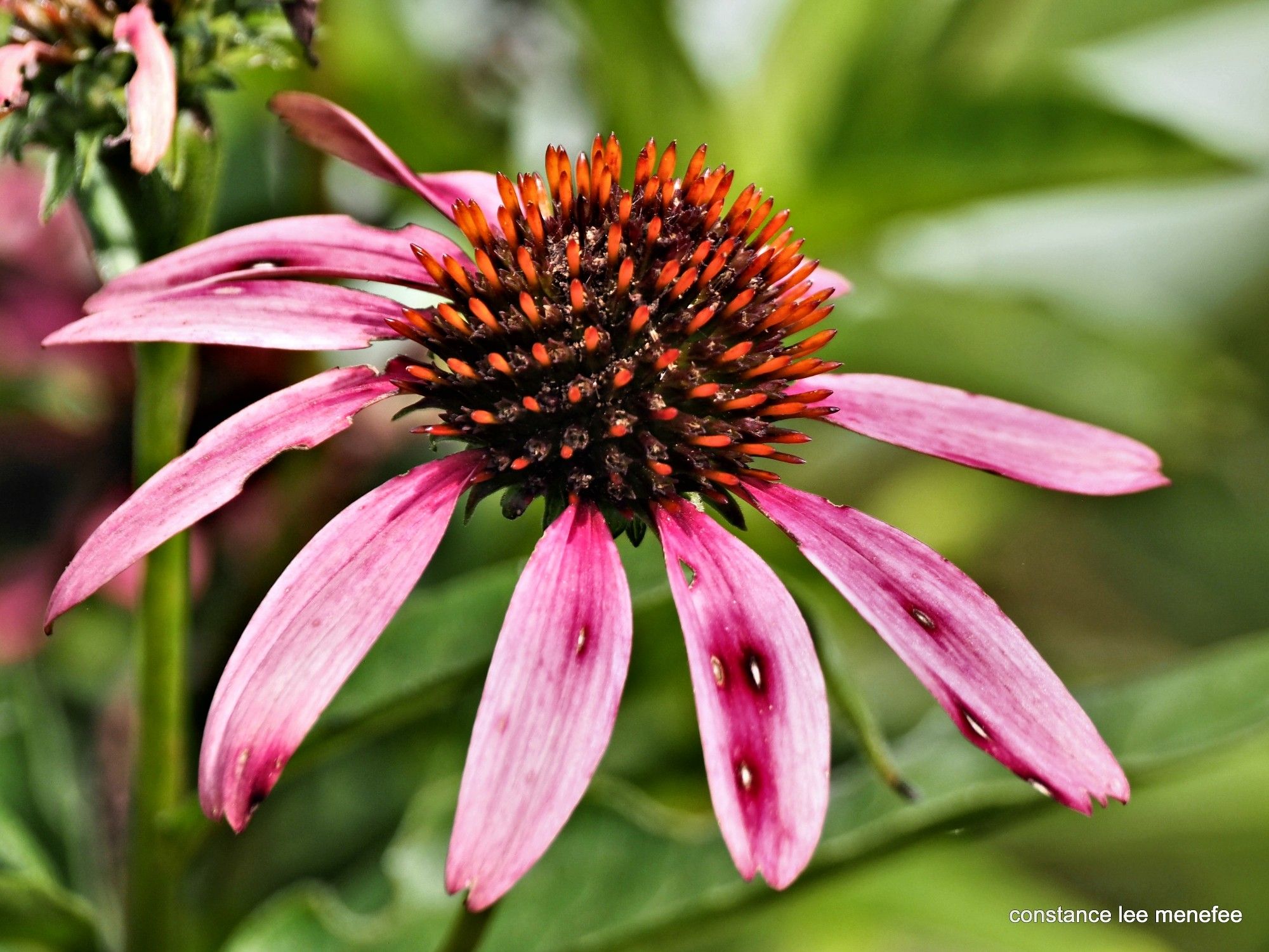 Aging echinacea with pink petals