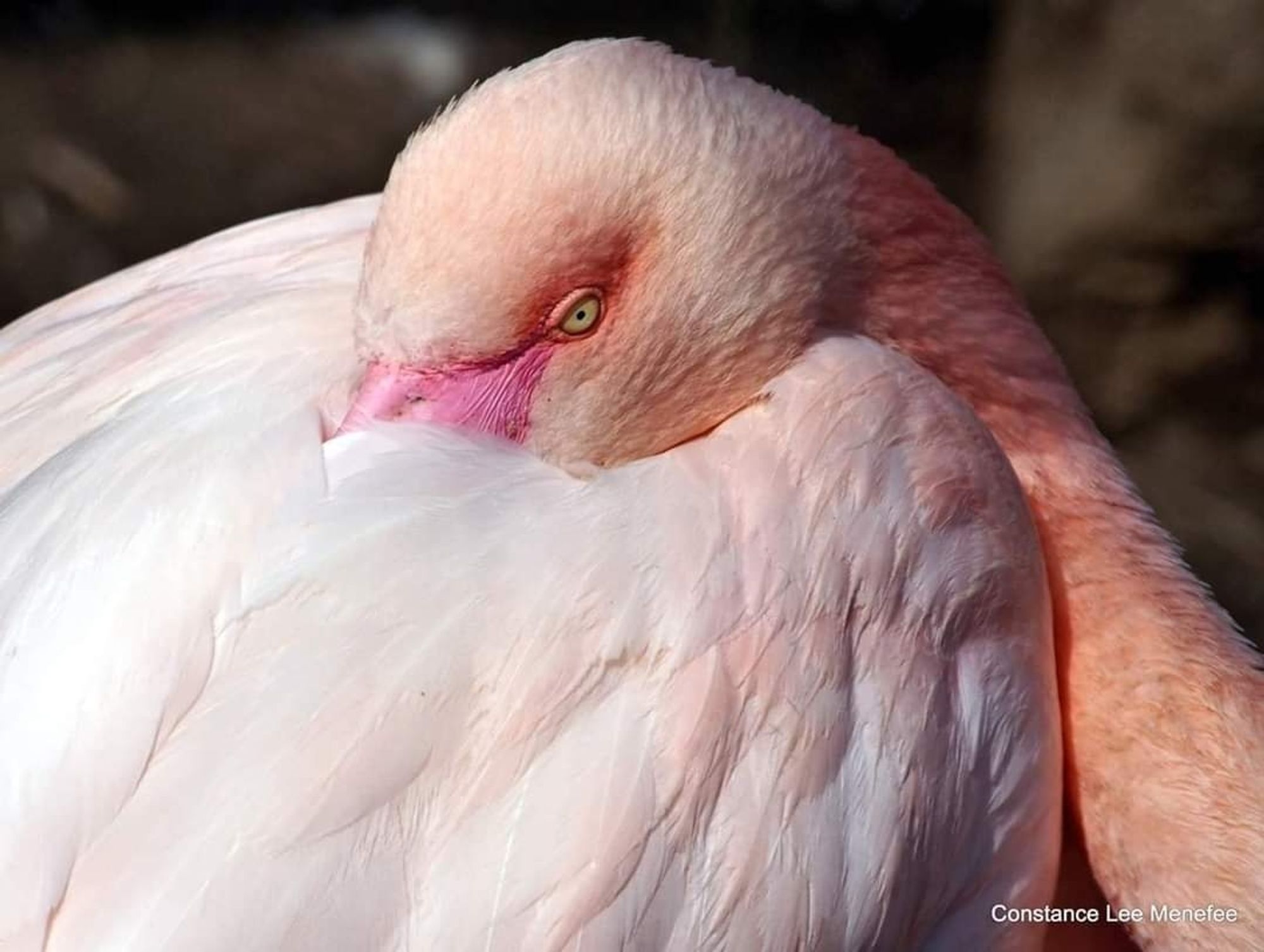 Flamingo with head tucked in wing and eyes open a small amount