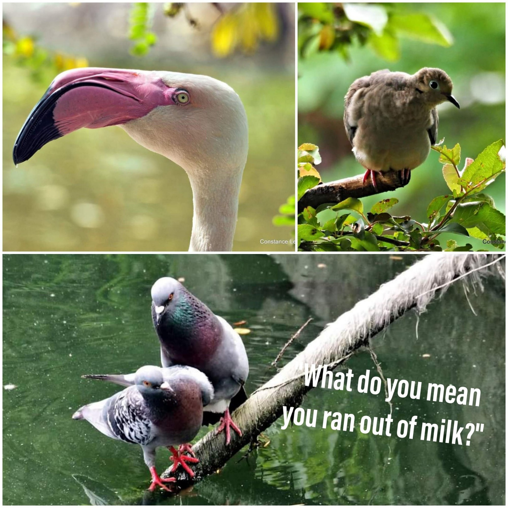 Collage with pink flamingo, dove and two pigeons - with the text "What do you mean you ran out of milk?"