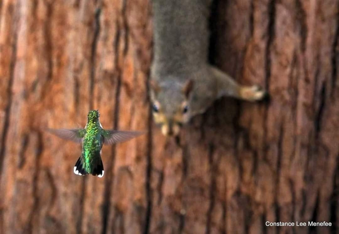 ace off between a gray squirrel coming down a tree trunk and a Ruby-throated Hummingbird facing away from camera, shiny green back