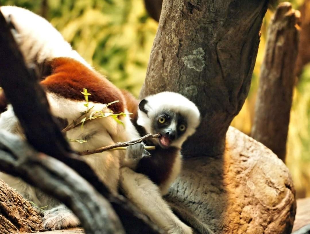 Young lemur chewing on a stick , looking at me