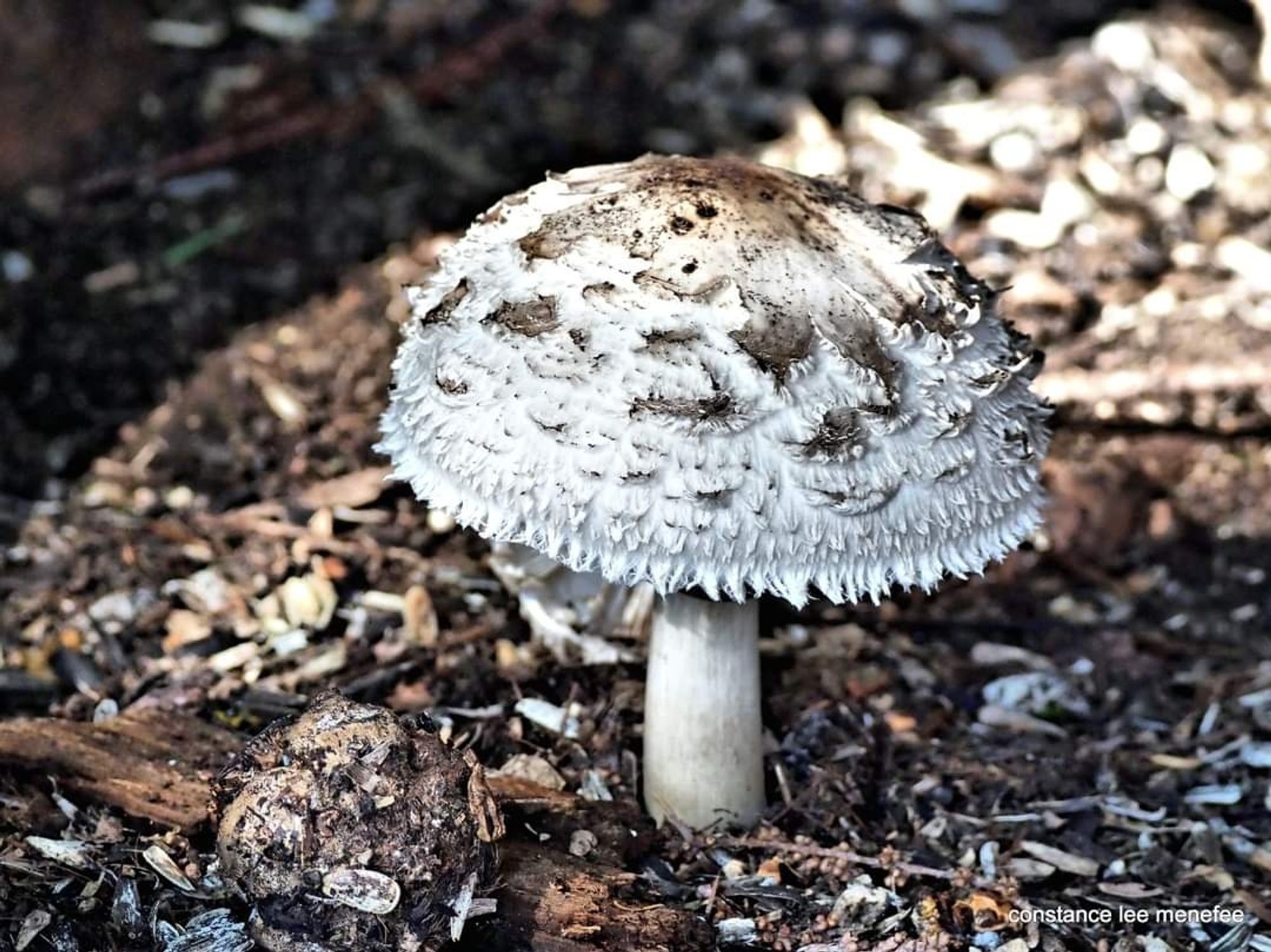 Shaggy parasol mushroom with beautiful fringe on cap