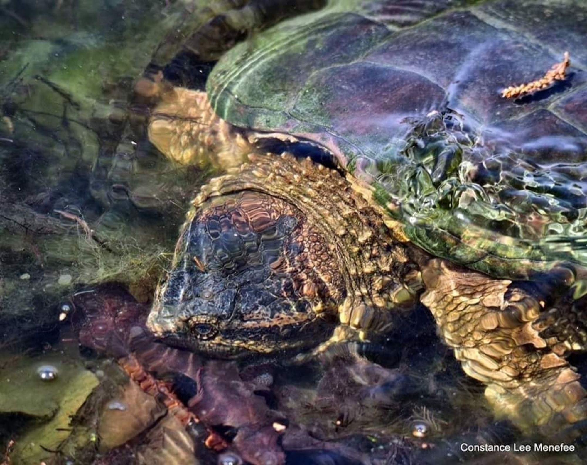 Snapping turtle in shallow water in a magic moment when jeweled colors are revealed