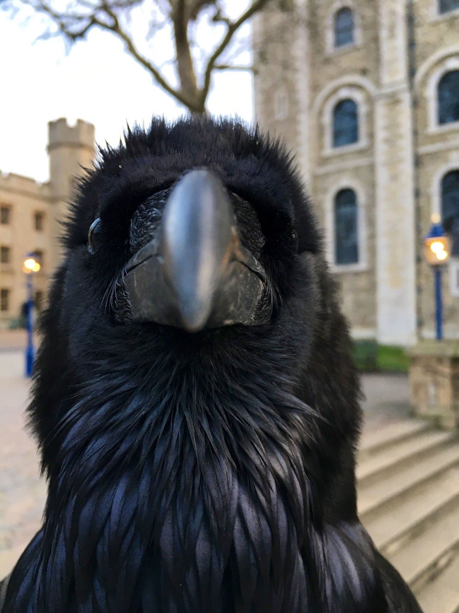 A common raven looking directly into the camera