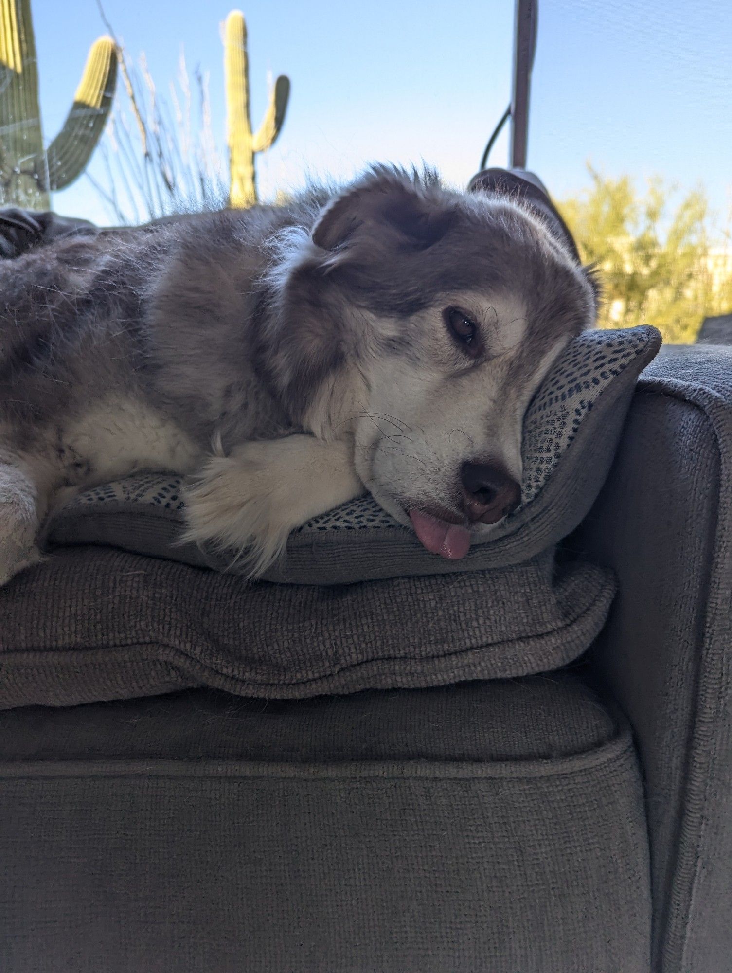 A husky laying down on a pillow on a couch sticking her tongue out.