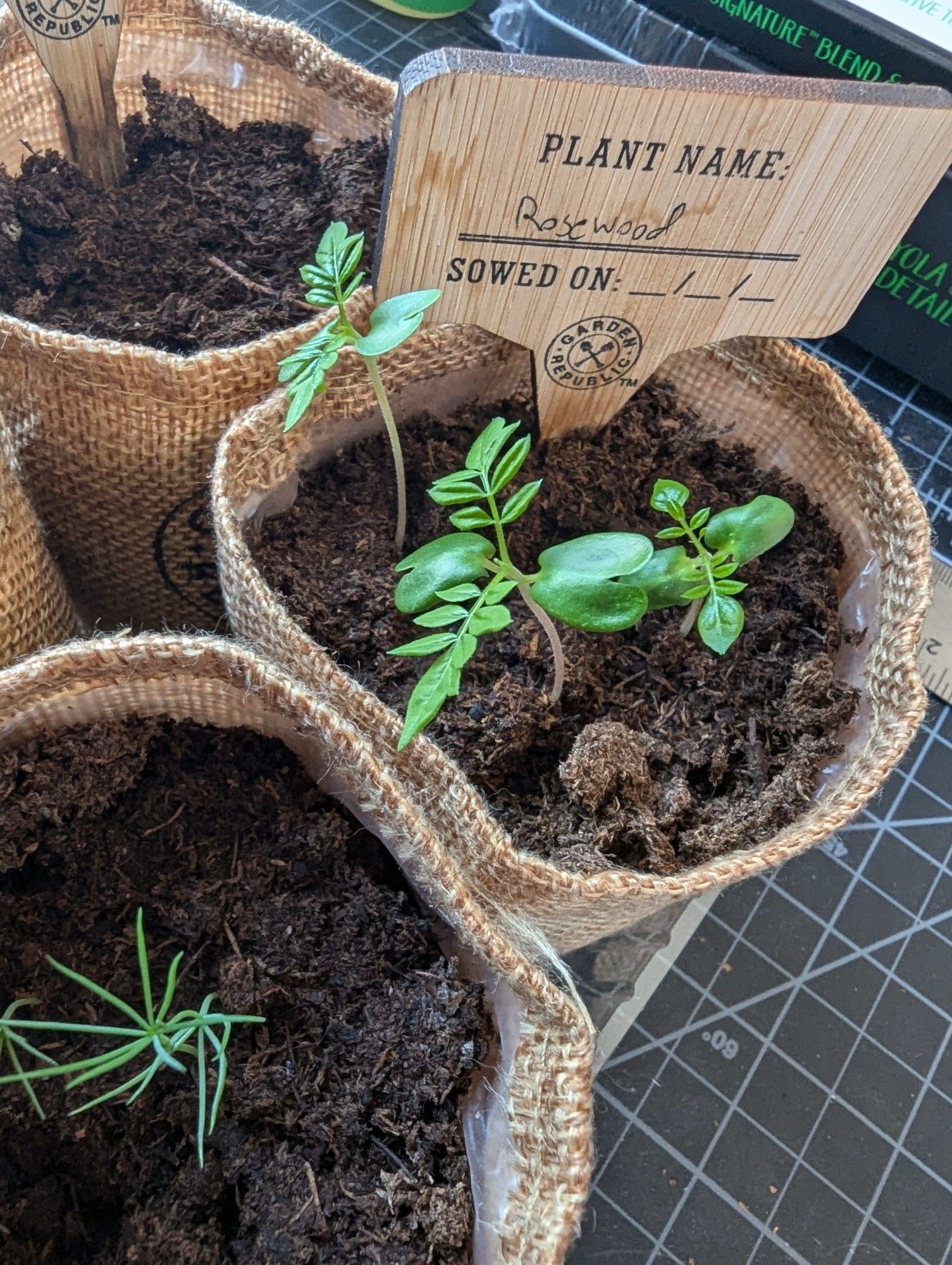 A rosewood bonsai sprout growing some leaves in a small pot