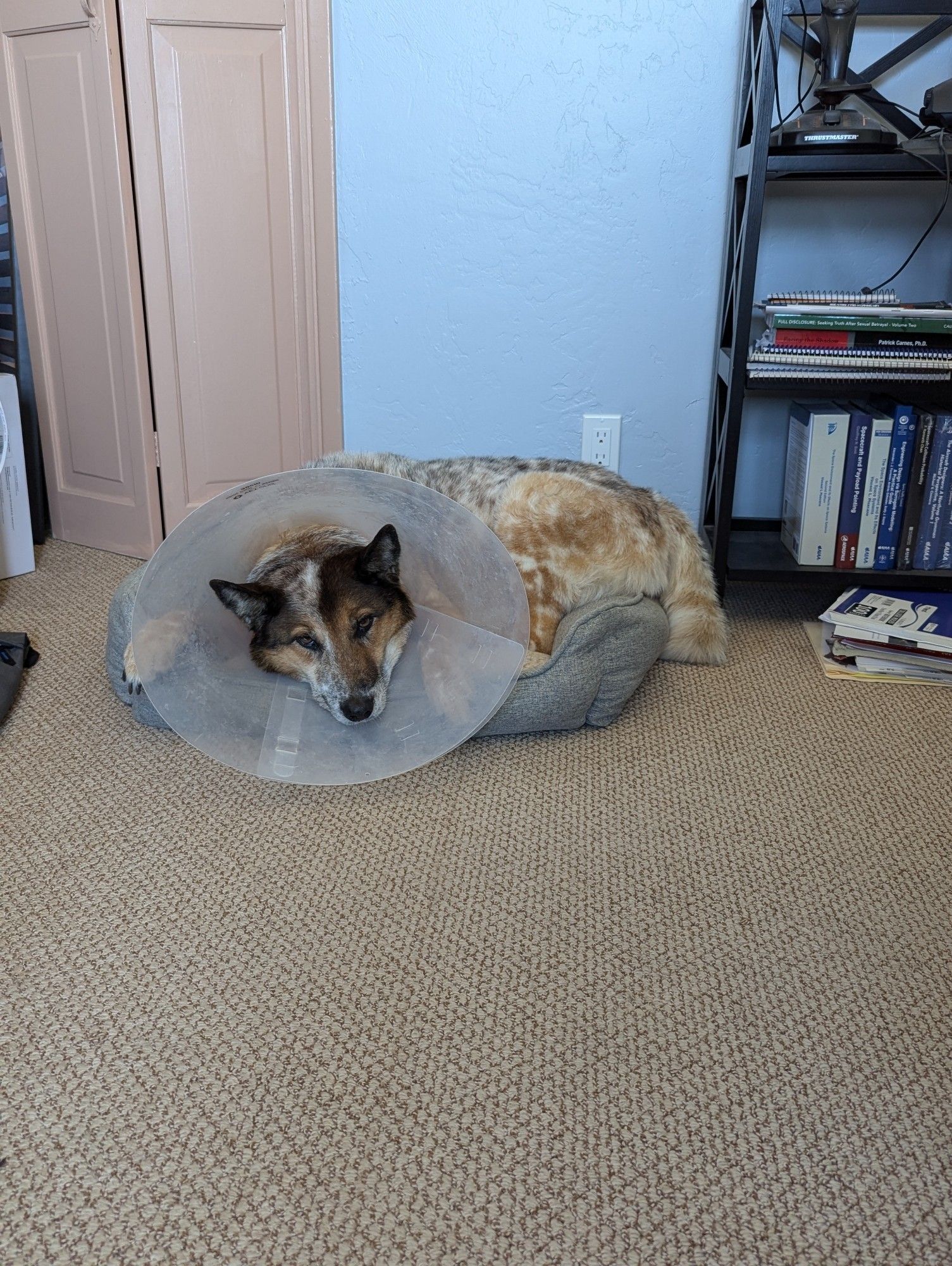 An Aussie heeler laying down on a dog bed while wearing a cone