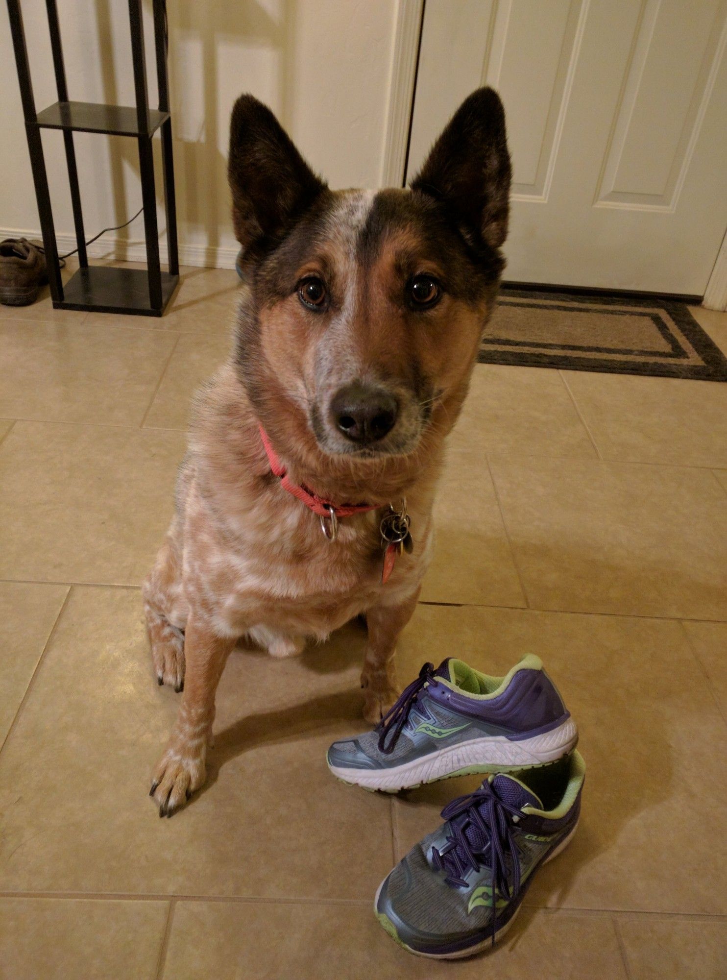 Clancy, a Aussie heeler sitting and looking attentive next to a pair of sneakers.