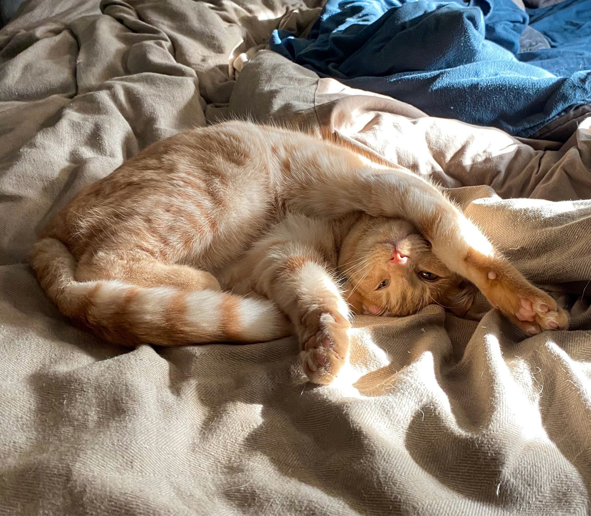 An orange cat on a bed in an uncomfortable-looking position