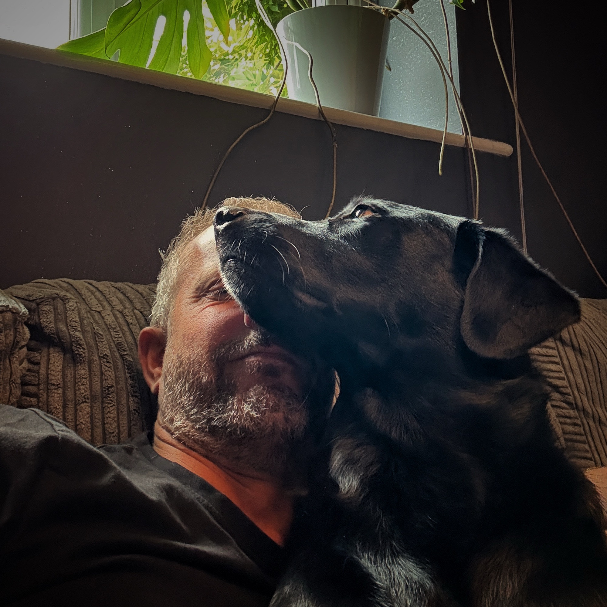 A black Labrador with no sense of personal space lying on a man on a sofa.