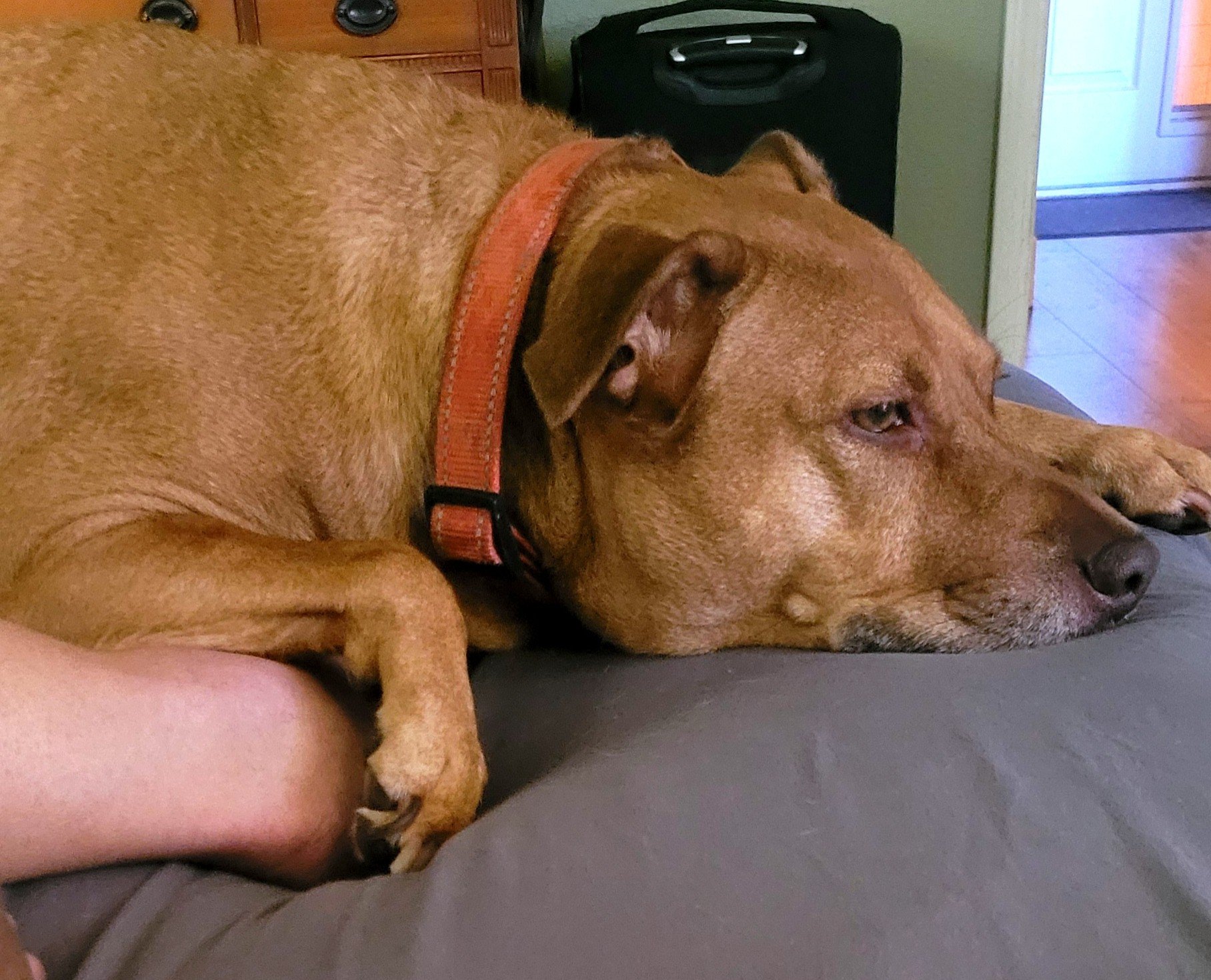 my dog simba lying on my foot in bed looking like he just got home from a long day of work