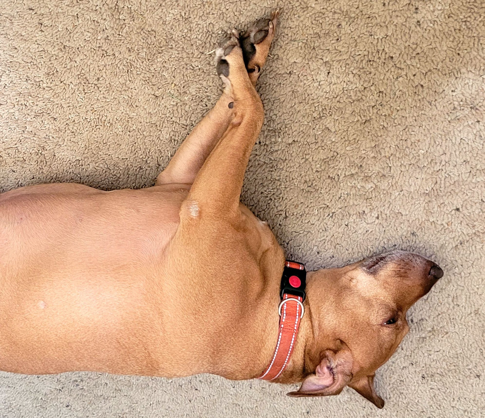 my golden pittie lying on the floor hoping im not going to bother him