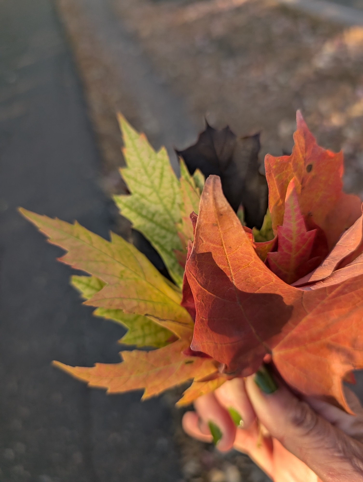 Orange yellow red and dark purple leaves in a little "bouquet" 