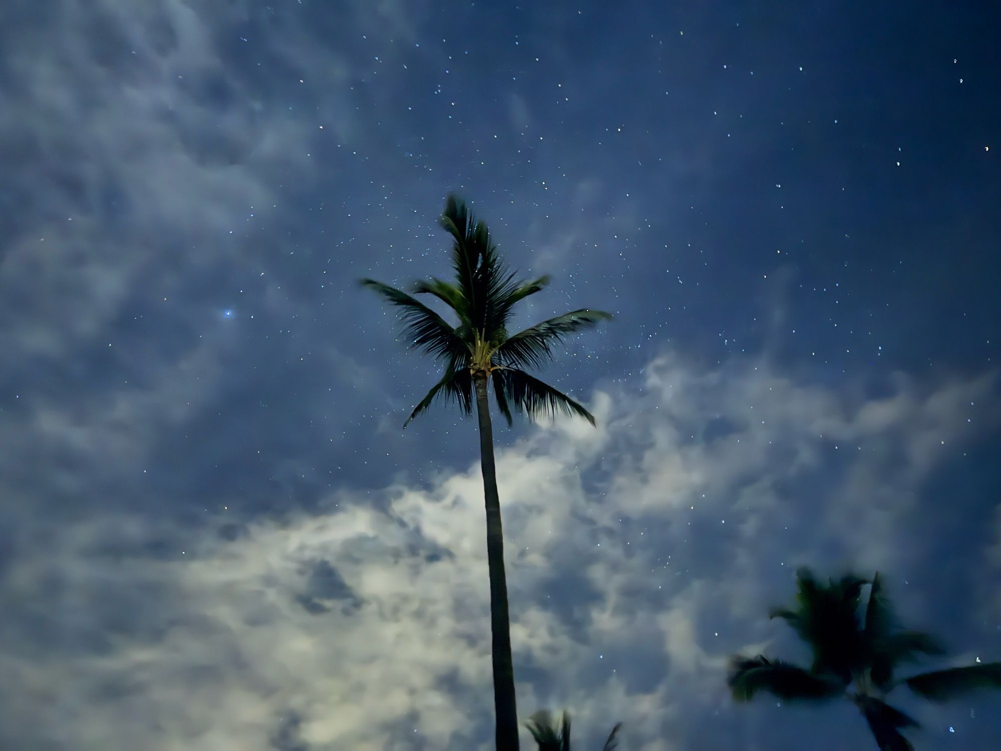 📷 James Wright: palm trees in Kahaluʻu Bay with Venus on the left. Island of Hawaiʻi on 10 Oct 2024.