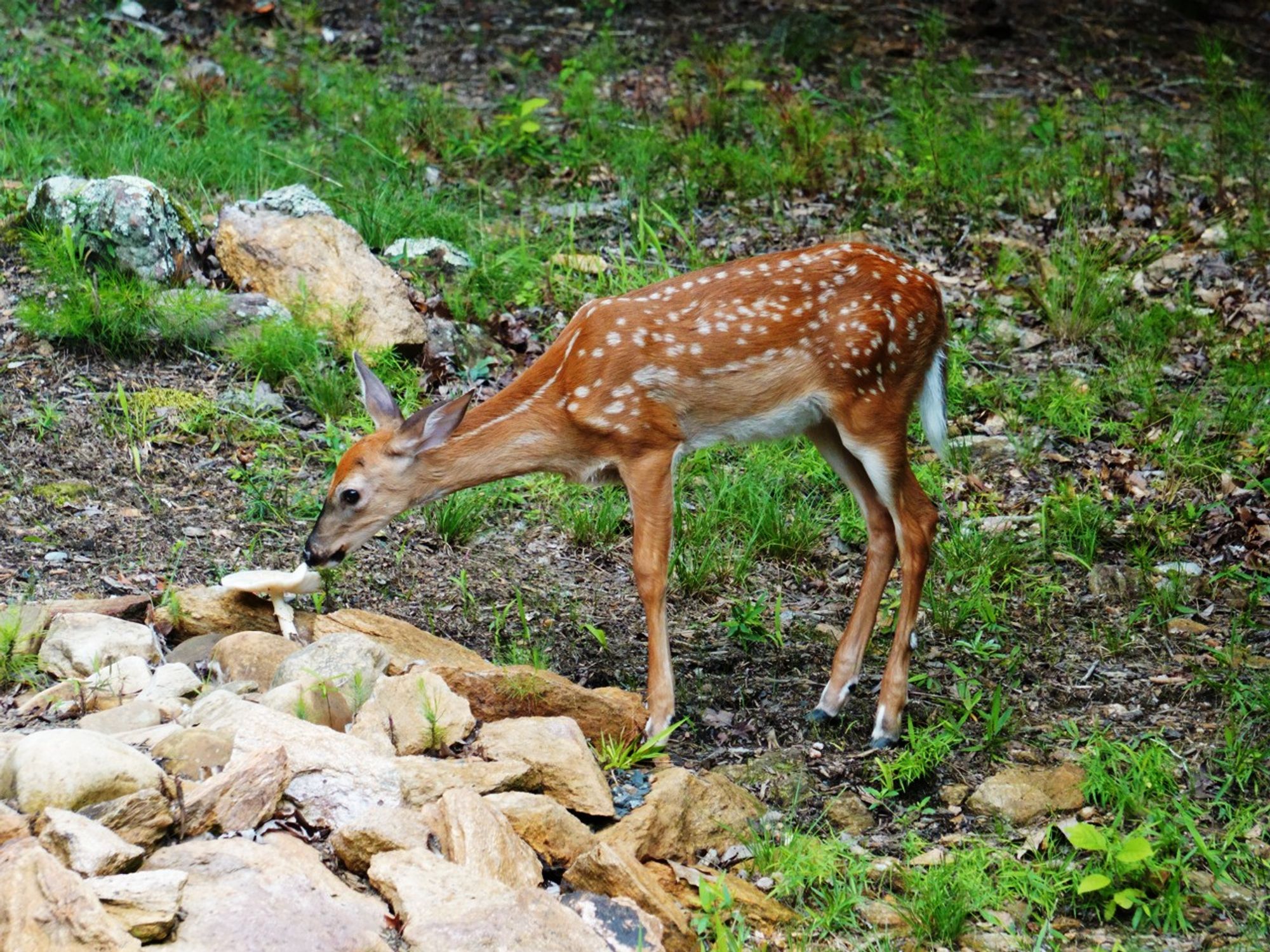 a fawn sniffs a white toadstool curiously