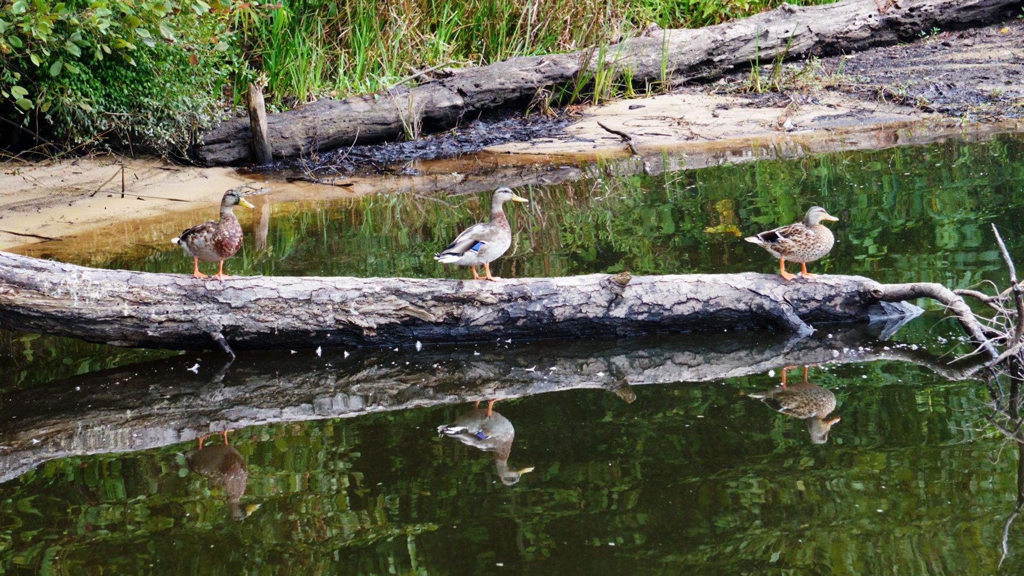 Three ducks standing in a row on a log