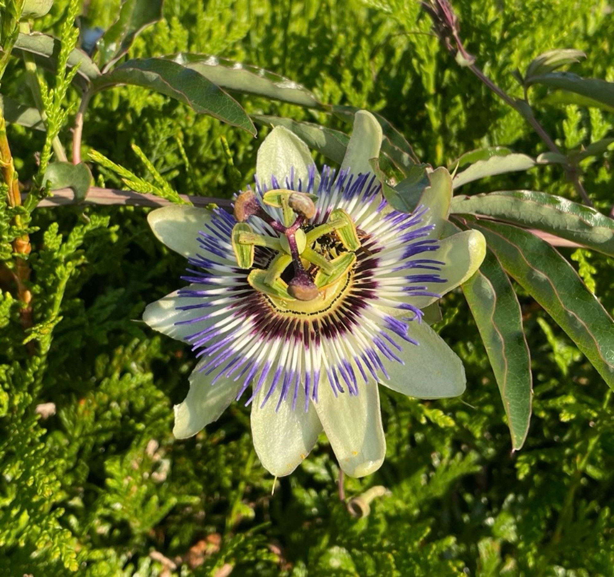 Blüte der Passionsblume, darin sitzt eine gut getarnte Wespe