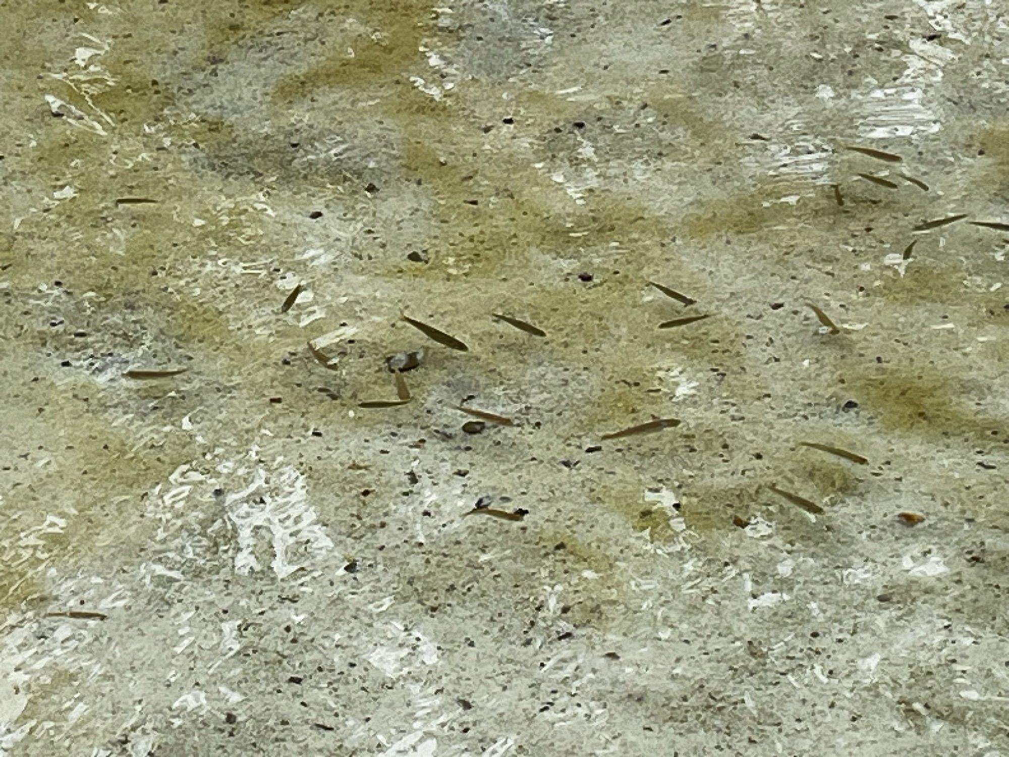 Clear water with a sandy bottom. Light reflects off the moving water which is full of tiny fish.