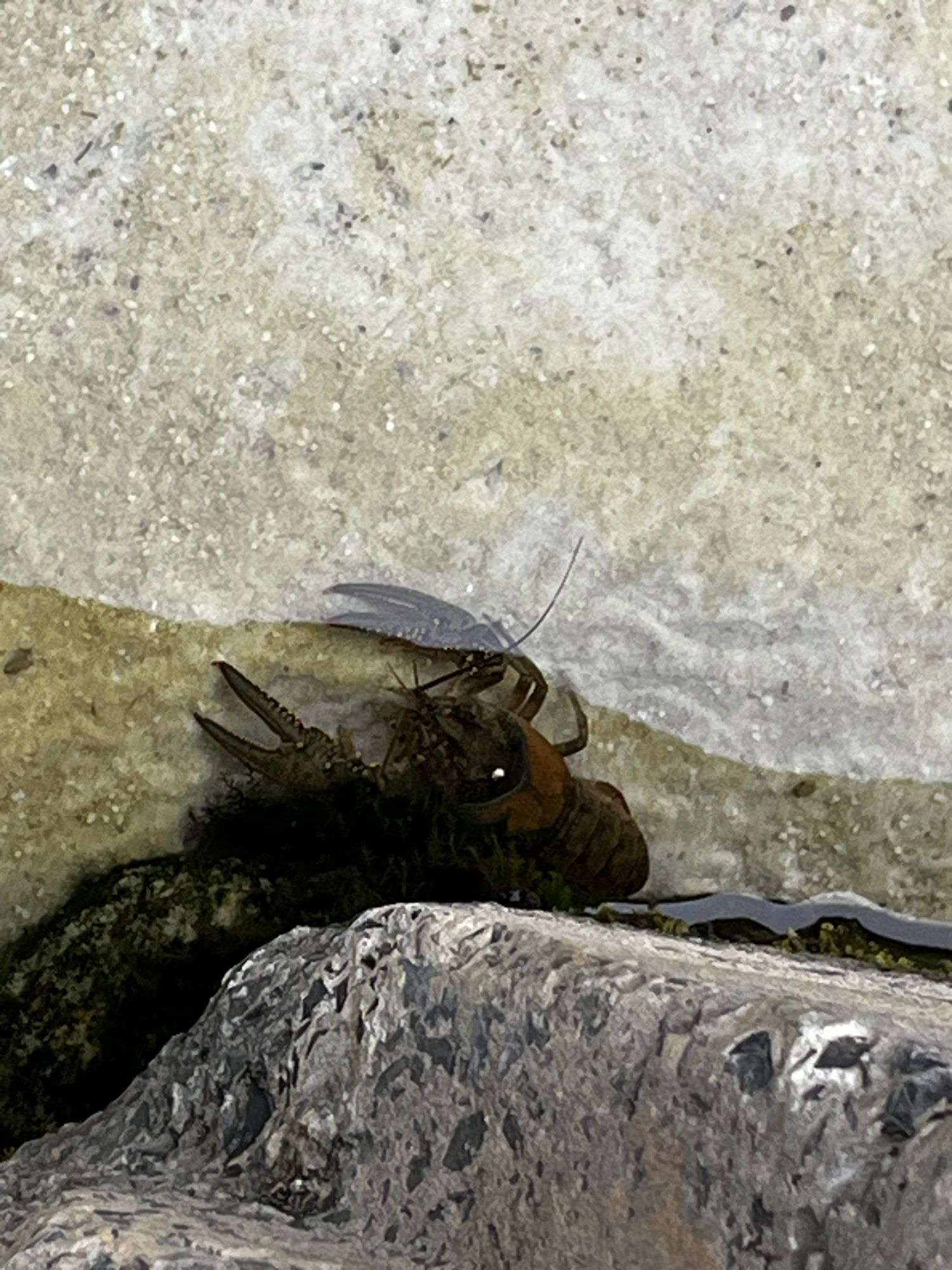 A large crayfish tries unsuccessfully to hide in the shadow of the concrete lip of a pool of water. The bottom of the pool is sandy.