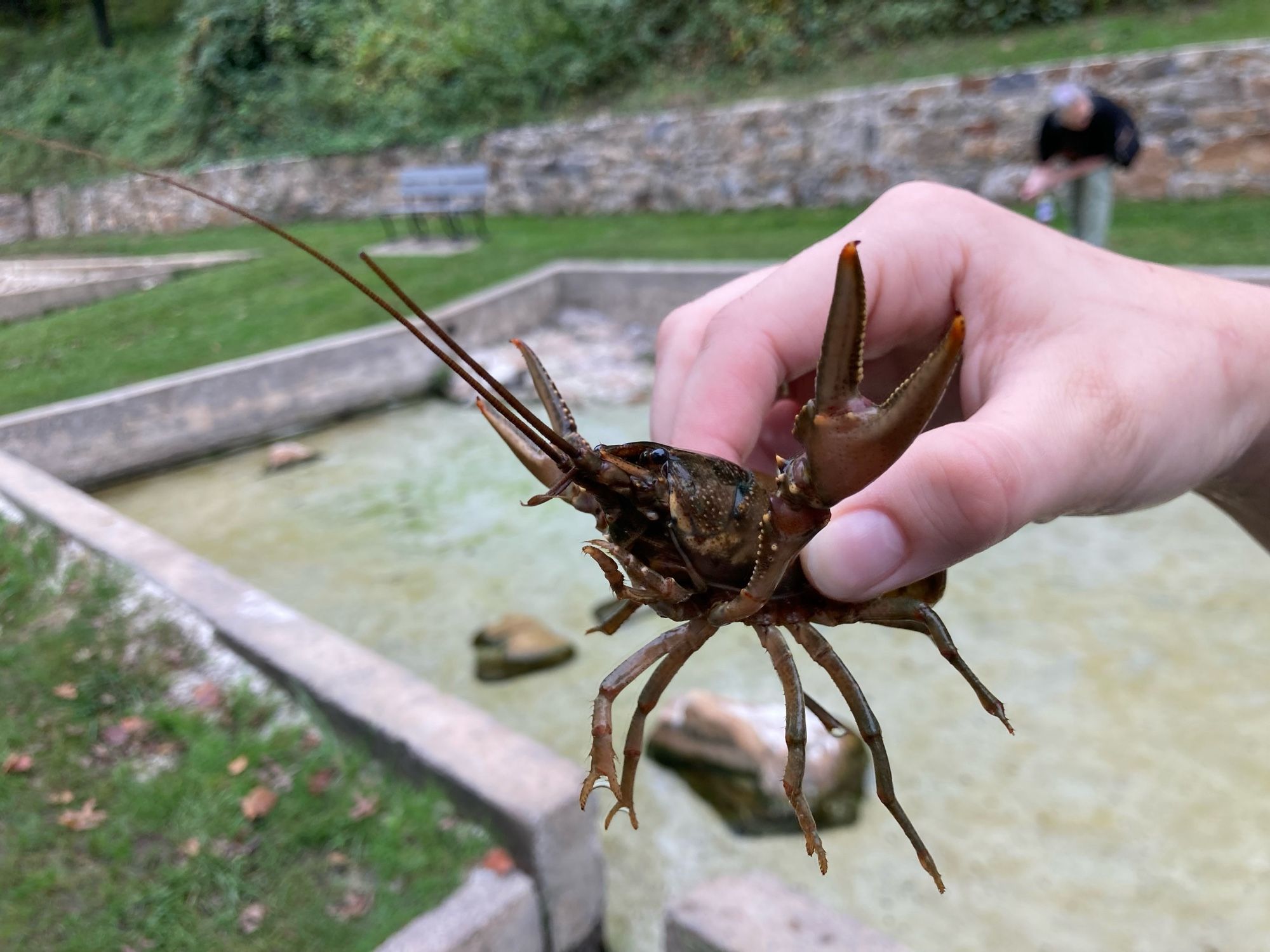 A hand holds a crayfish from above. The crayfish spreads its legs and claws. The background is a constructed shallow pool of water with straight concrete sides and a sandy bottom. It’s surrounded by grass.