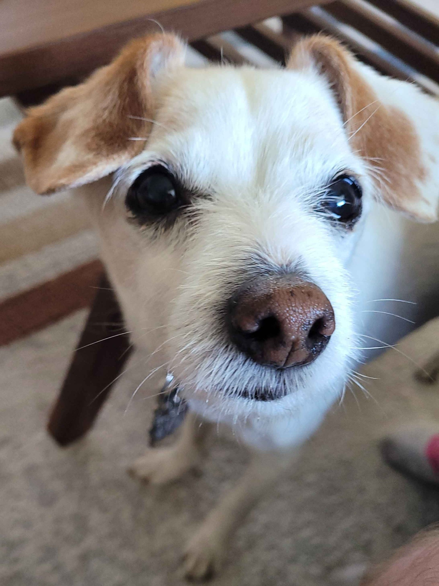 A closeup picture of my Jack Russell Terrier, Ziggy.