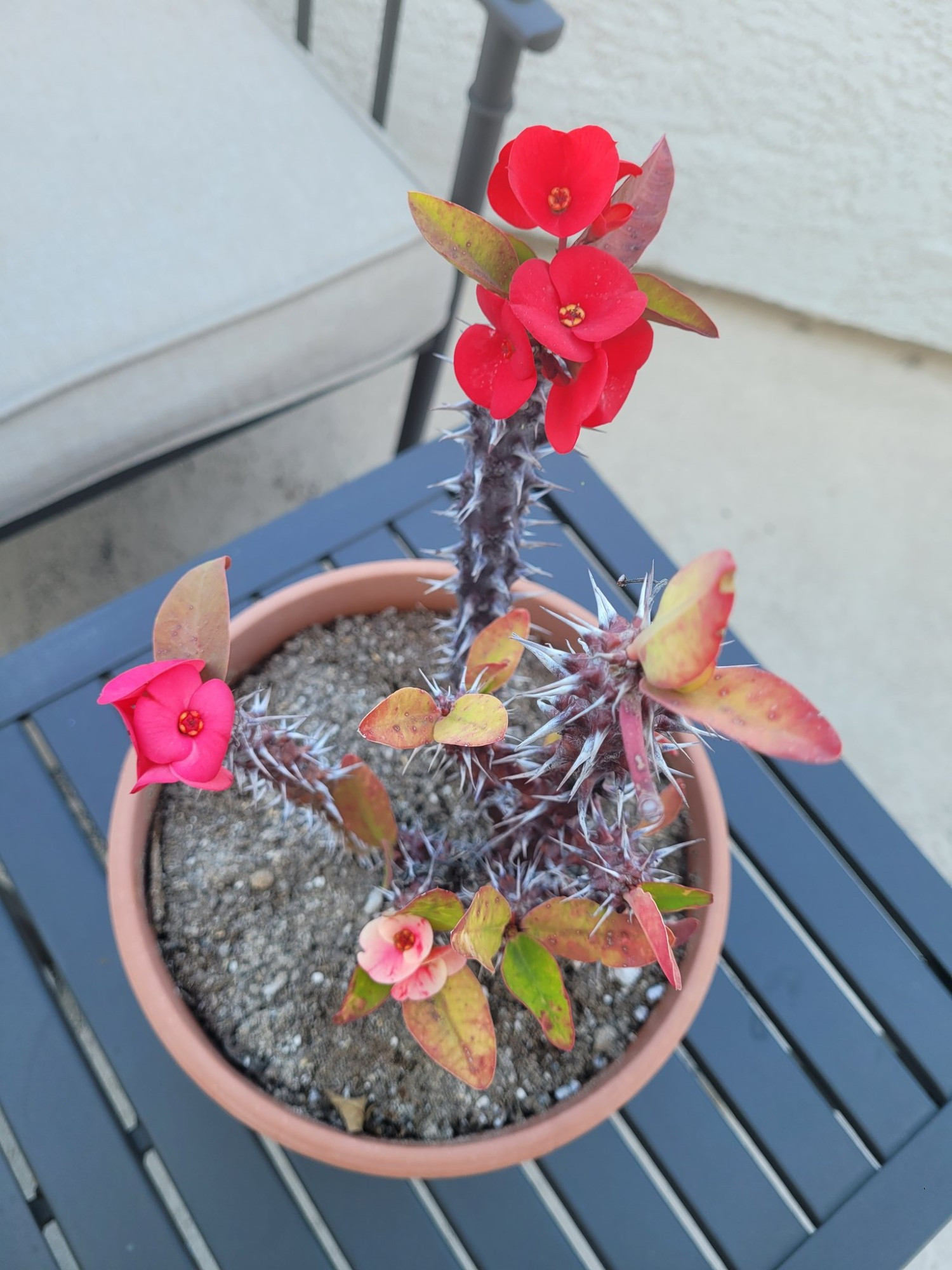 A picture of a crown of thorns (euphorbia milii) plant of mine. It has spikes on the stems and many leaves and flowers. The flowers are red, pink, and peach white.