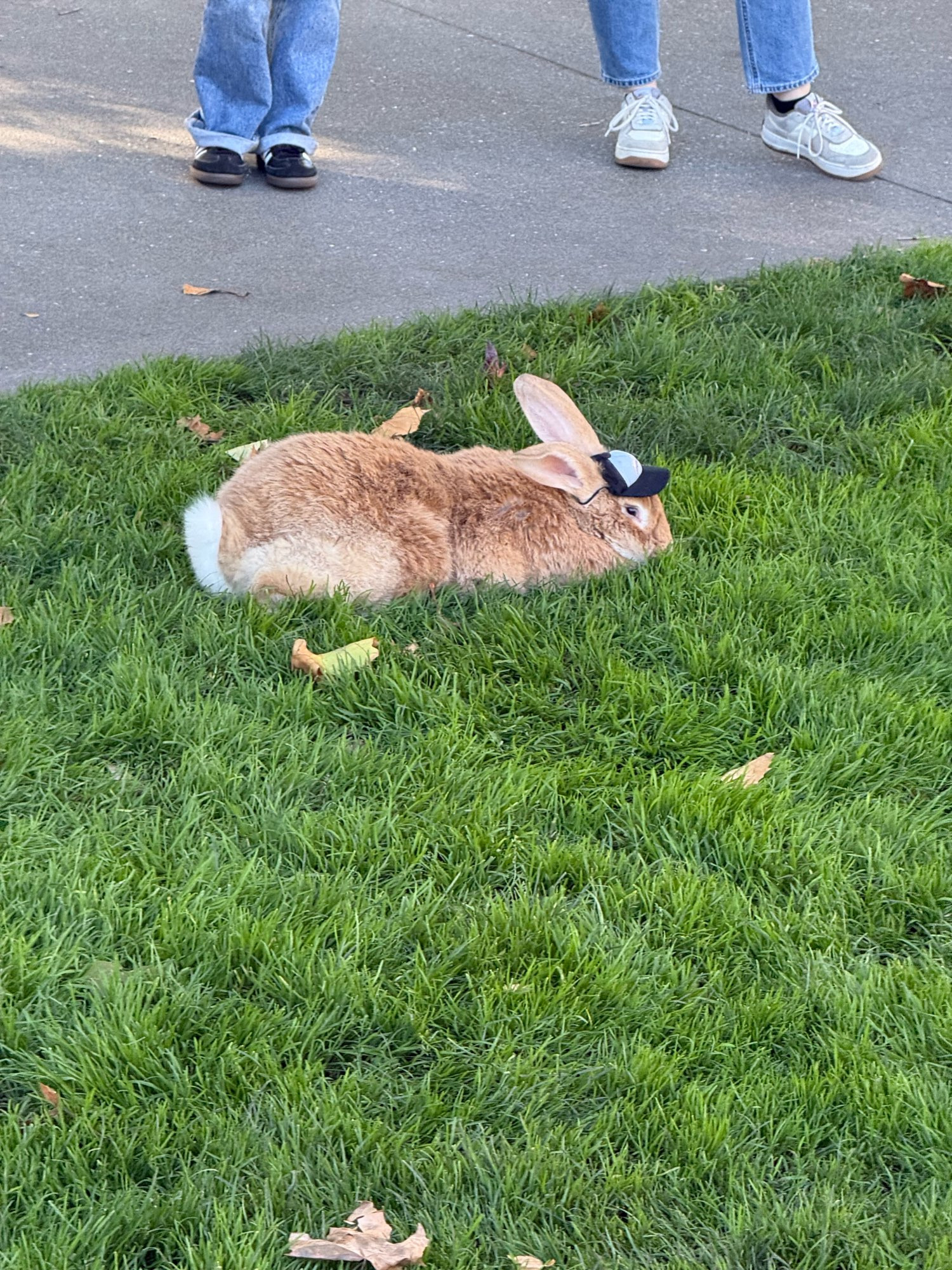 alex the great, the flemish giant rabbit