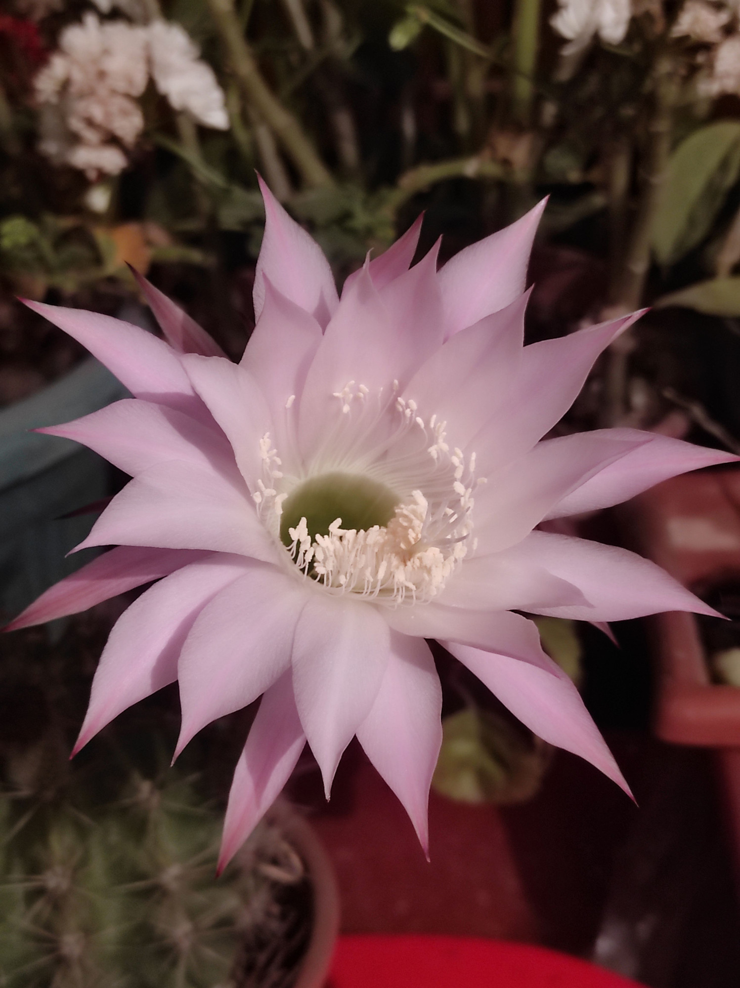 Night Flowering Cactus